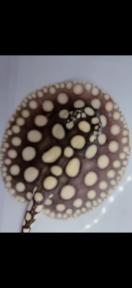 Freshwater stingray black diamond female 6inch