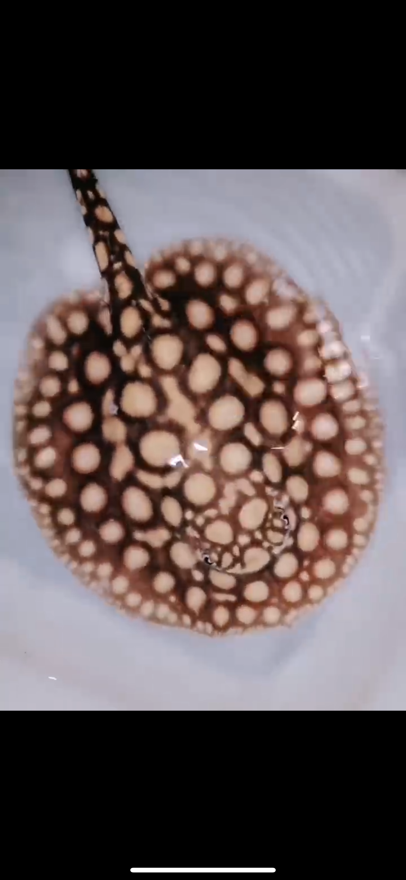 Freshwater Stingray Black Diamond Hybrid Het Female 6inch