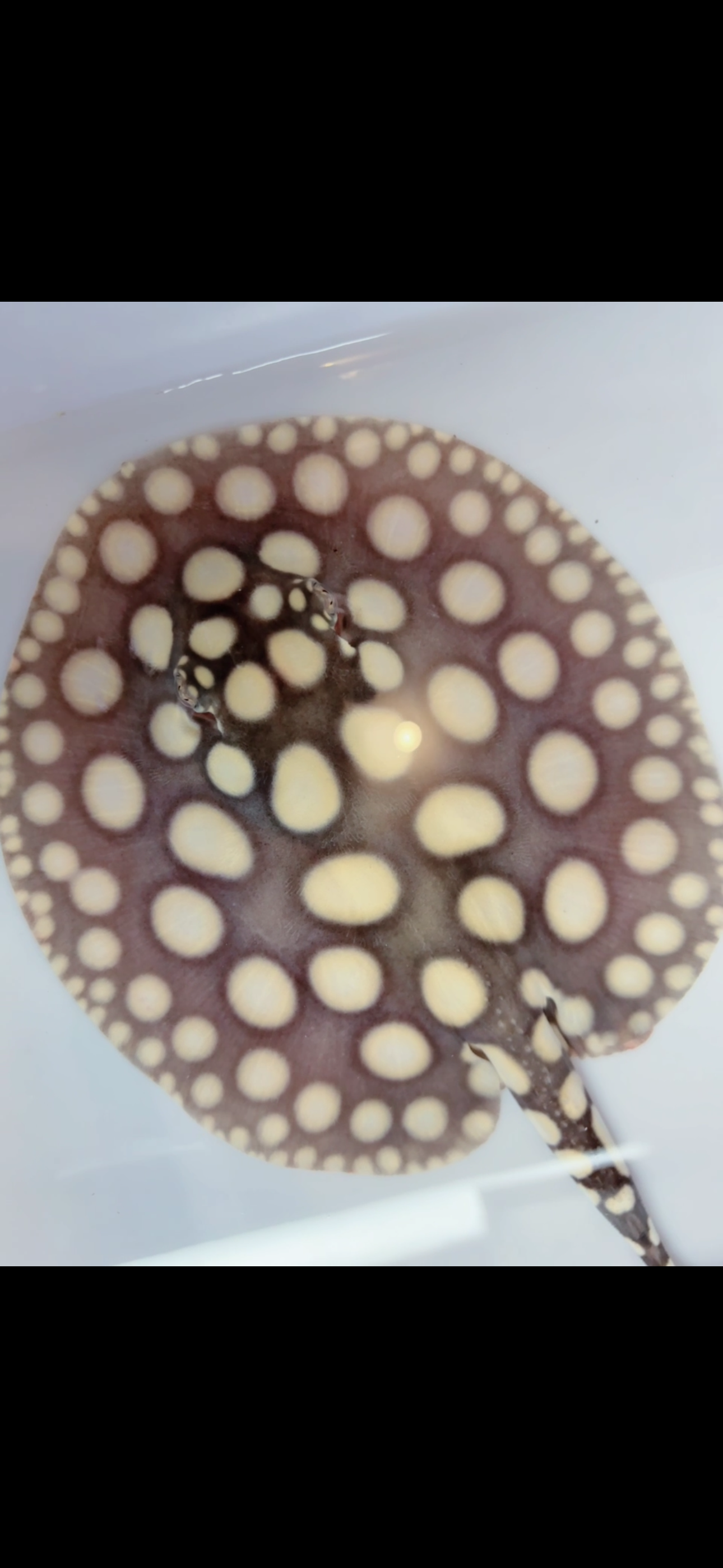 Freshwater stingray black diamond male