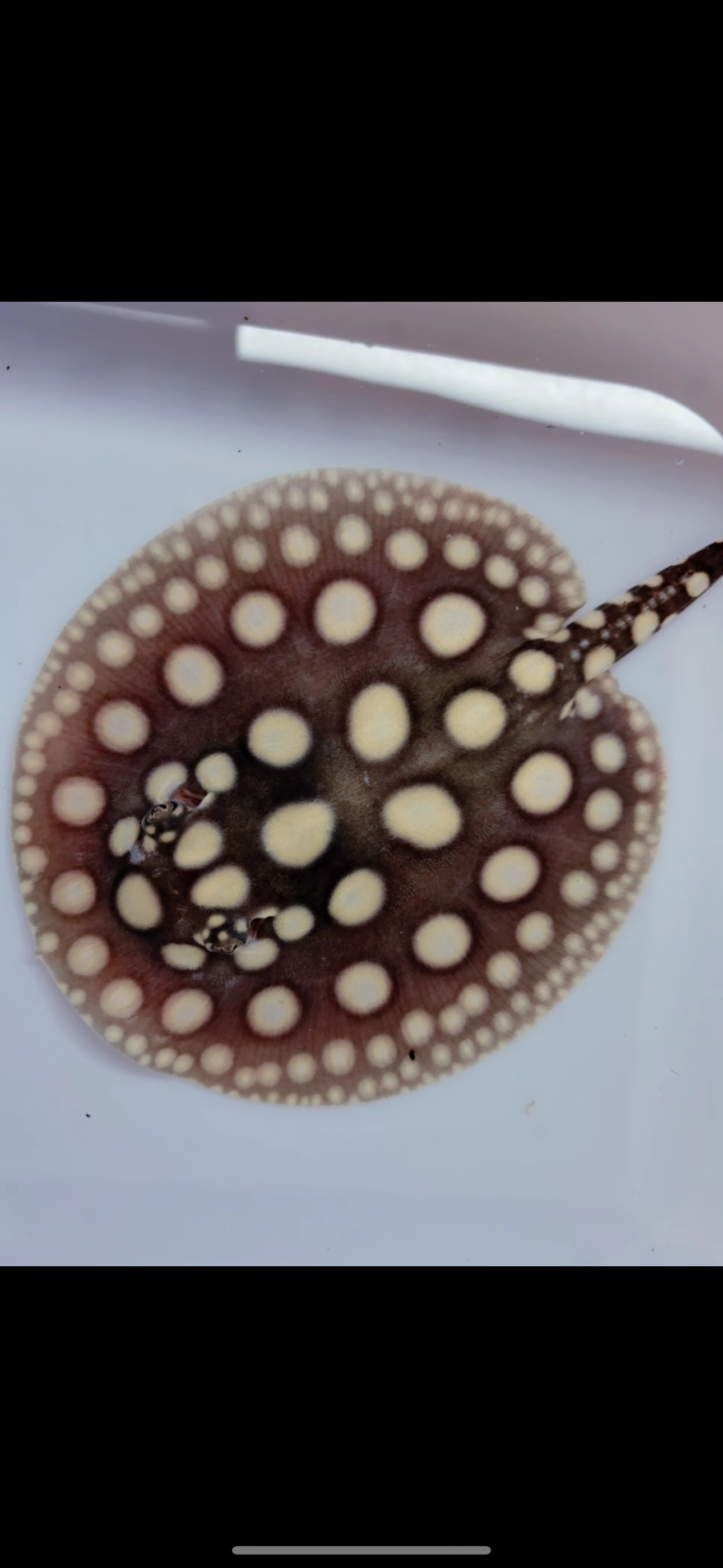 Freshwater stingray black diamond male 6inch
