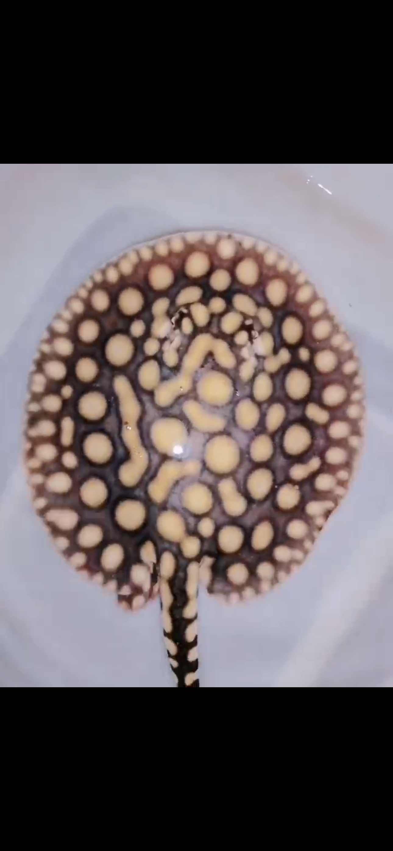 Freshwater Stingray Black Diamond Hybrid Het Male 6inch