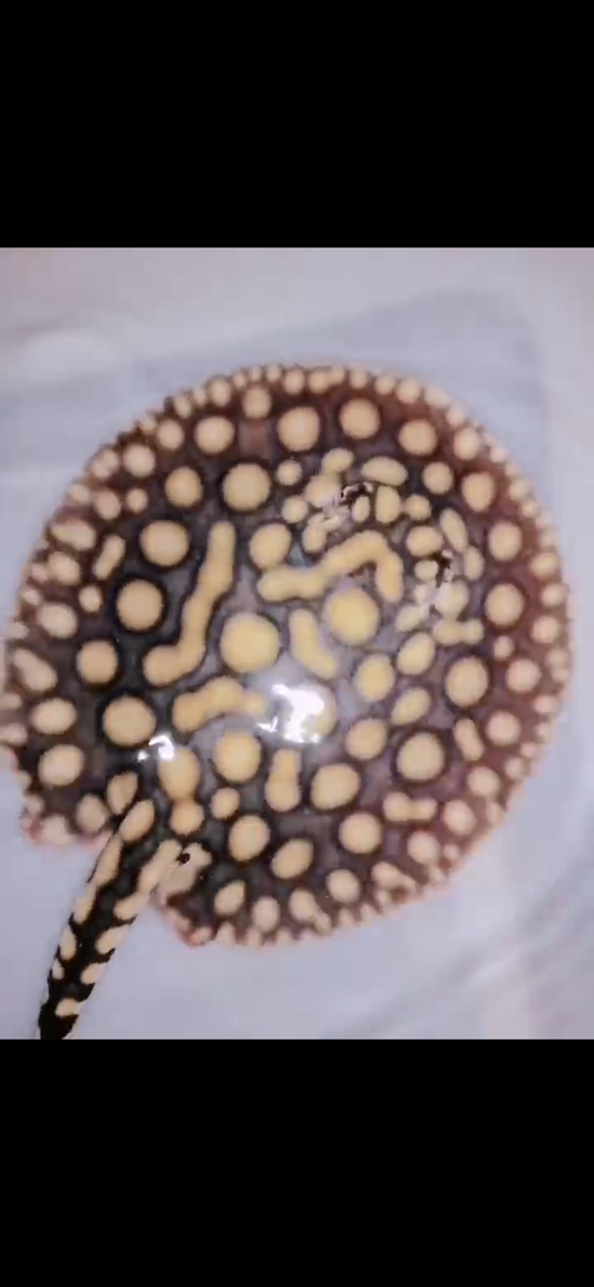 Freshwater Stingray Black Diamond Hybrid Het Male 6inch