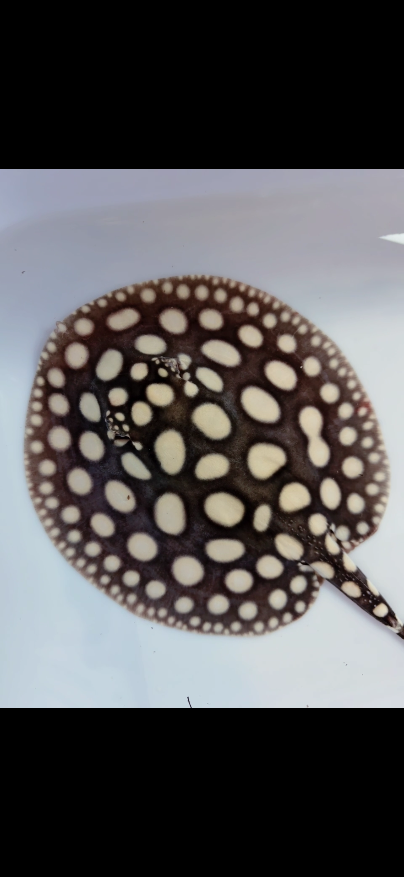 Freshwater stingray black diamond male 6inch