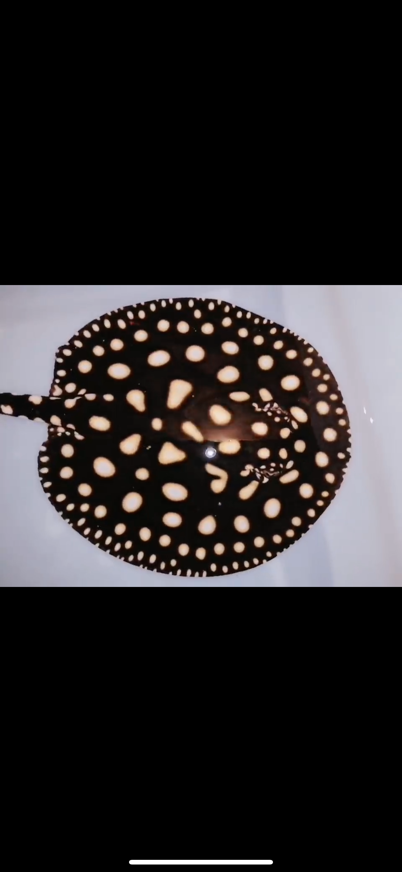 Freshwater stingray black diamond female 6inch