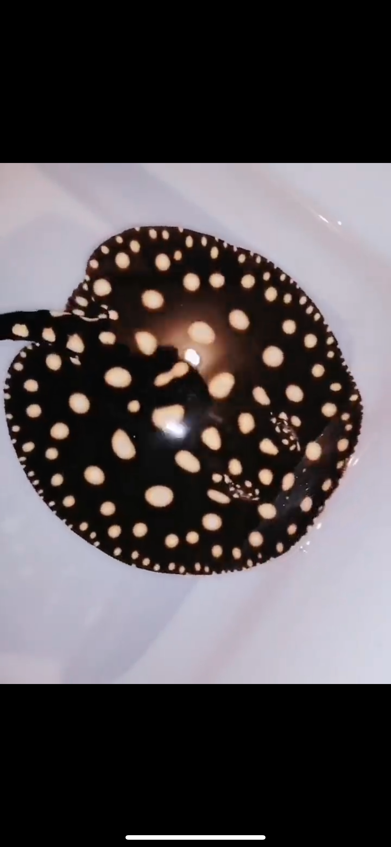 Freshwater stingray black diamond female 6inch