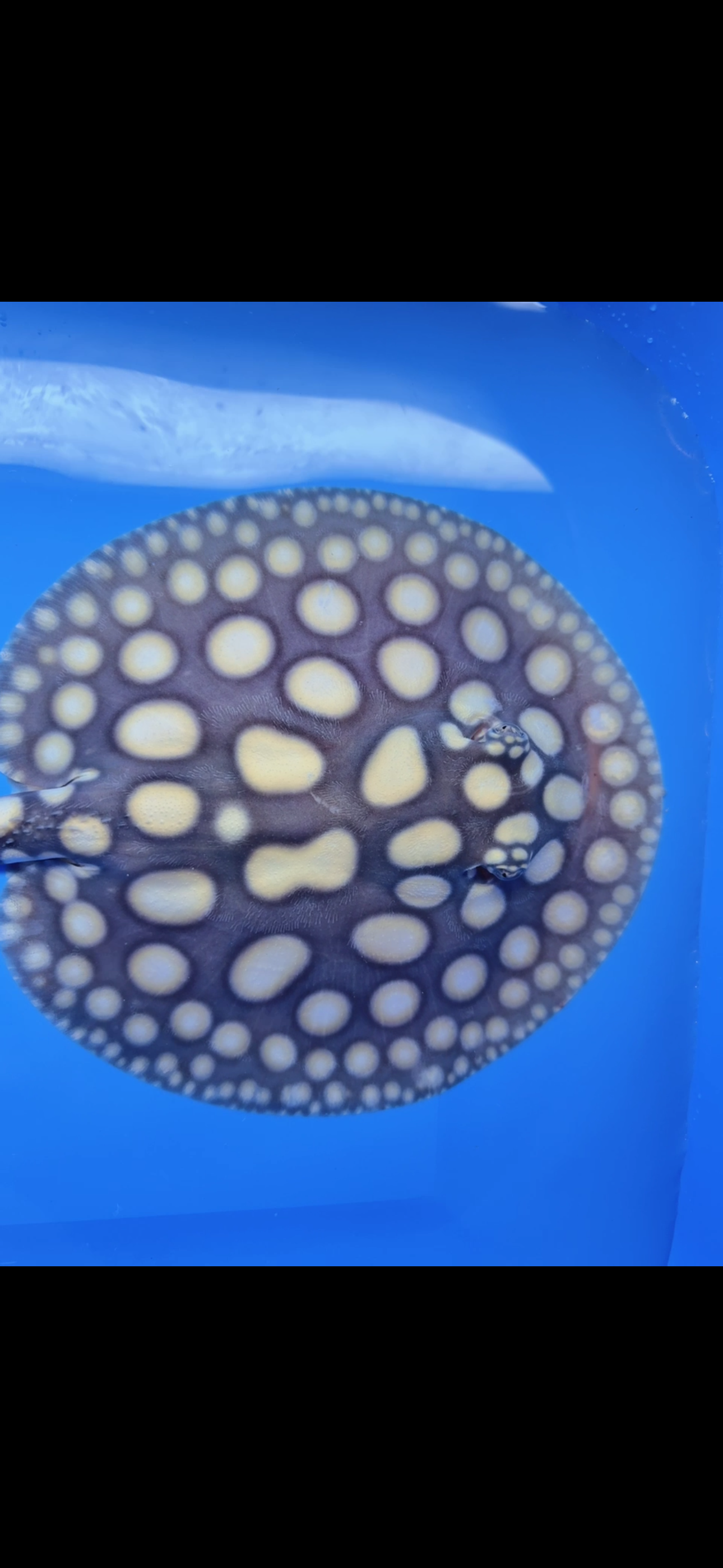 Freshwater stingray black diamond male 7inch