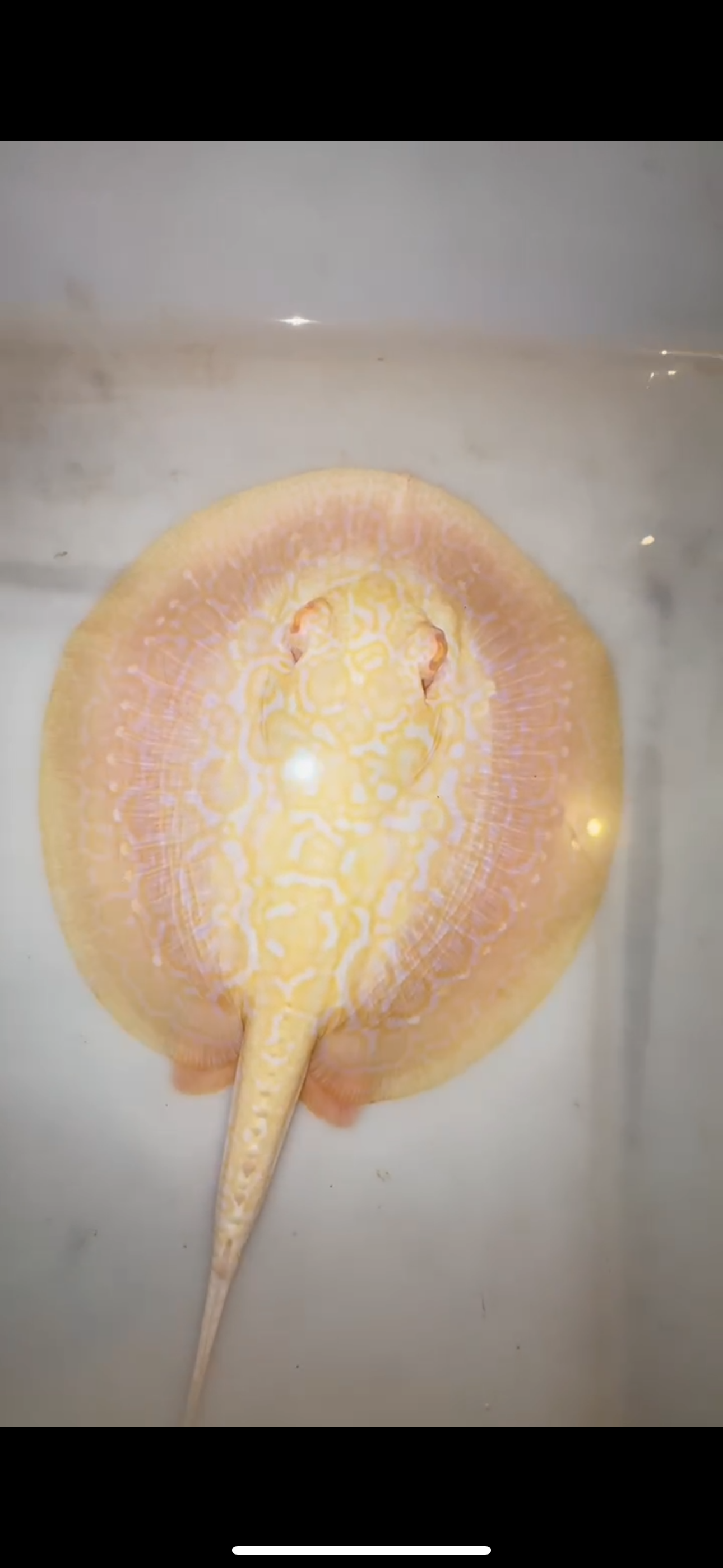 Freshwater stingray goldenbase hybrid albino female 6inch