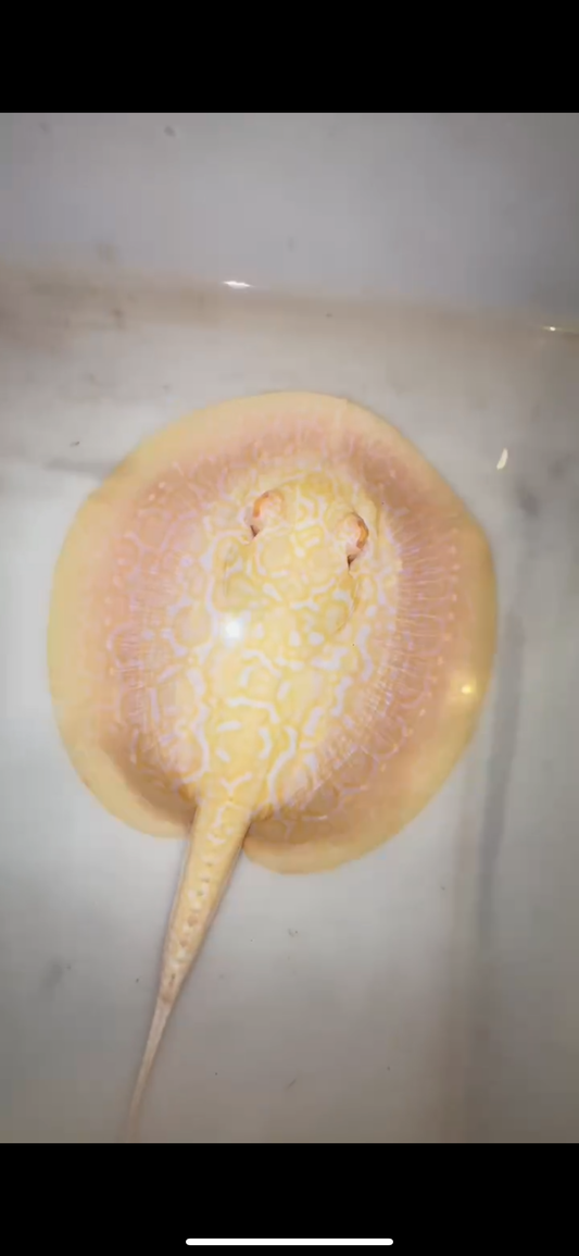 Freshwater stingray goldenbase hybrid albino female 6inch