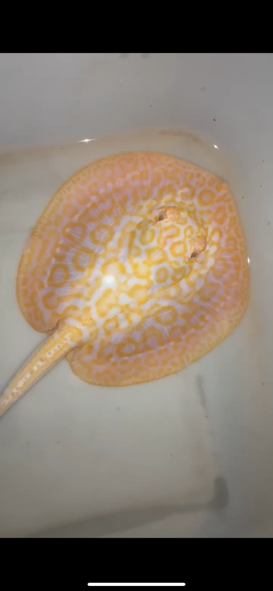 Freshwater stingray goldenbase hybrid albino male 7inch