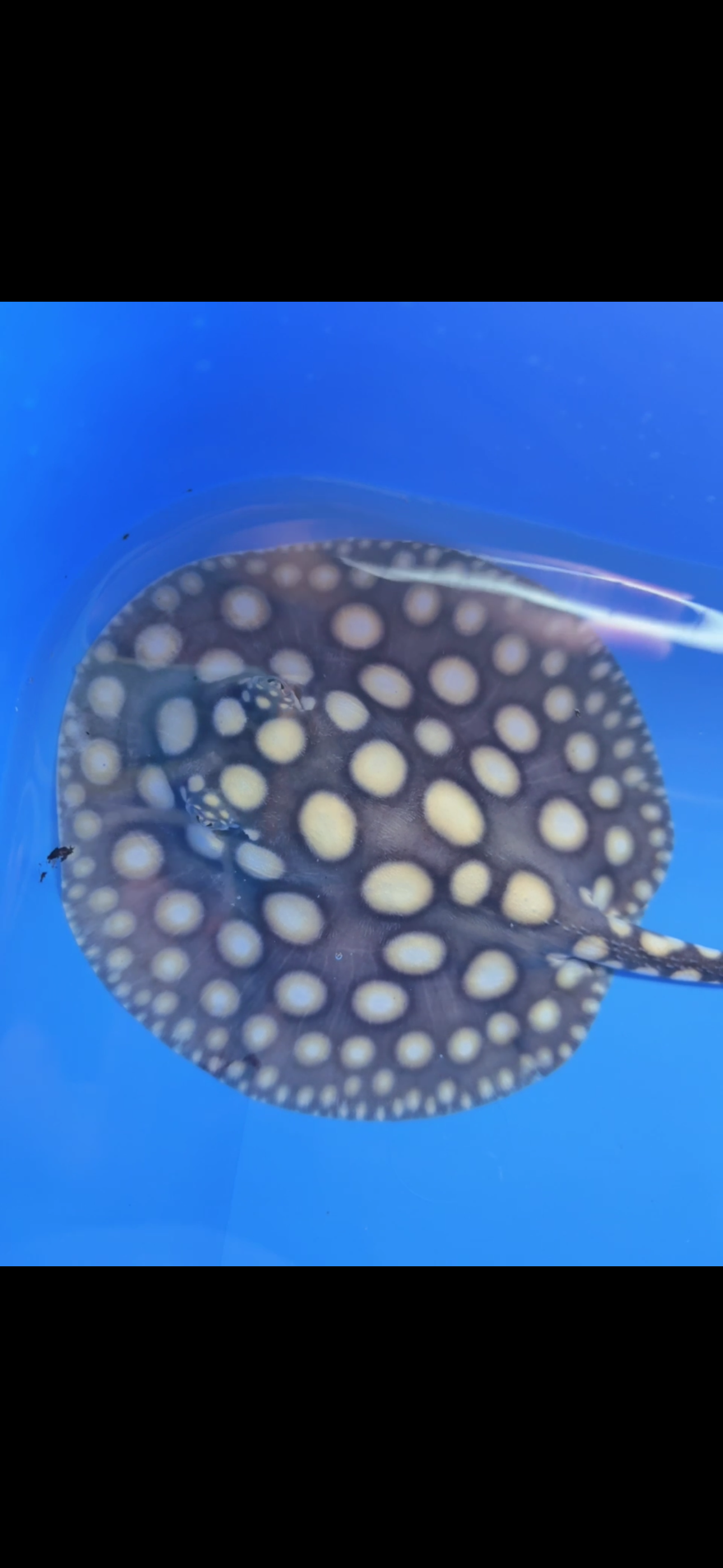 Freshwater stingray black diamond female 6inch