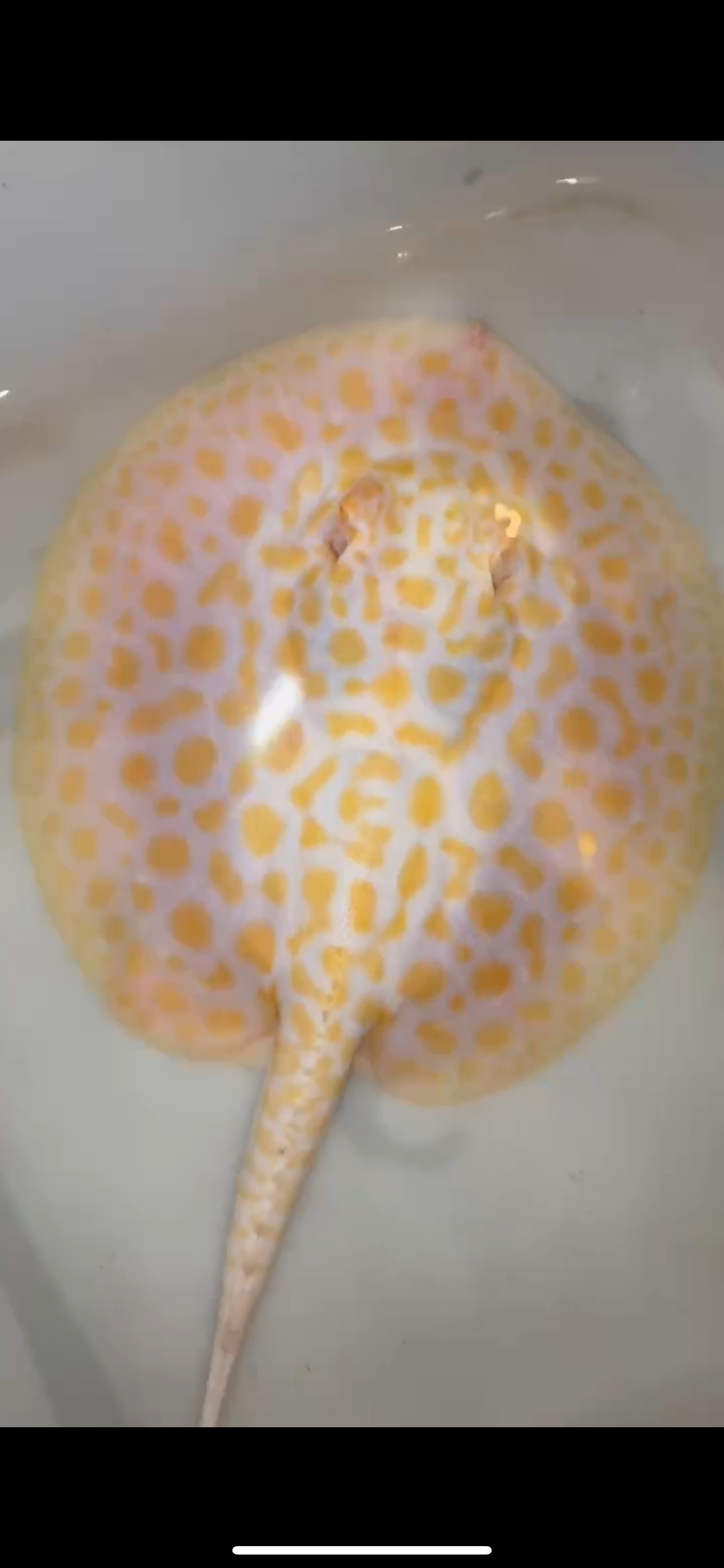 Freshwater stingray black diamond hybrid albino female 7inch