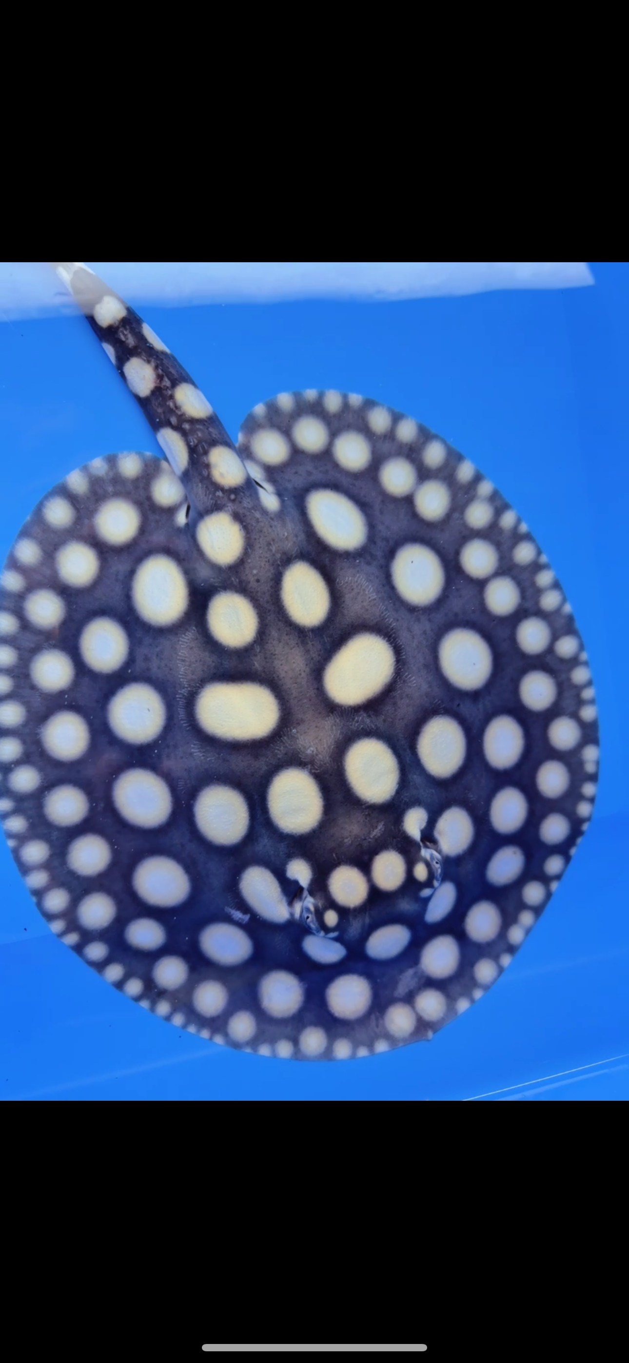 Freshwater stingray black diamond male