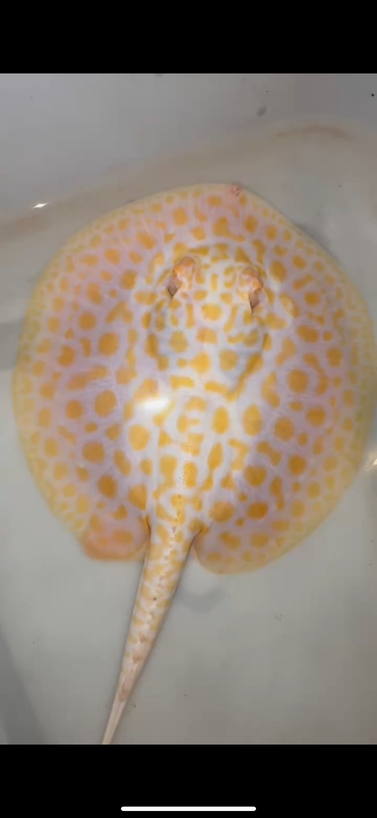 Freshwater stingray black diamond hybrid albino female 7inch
