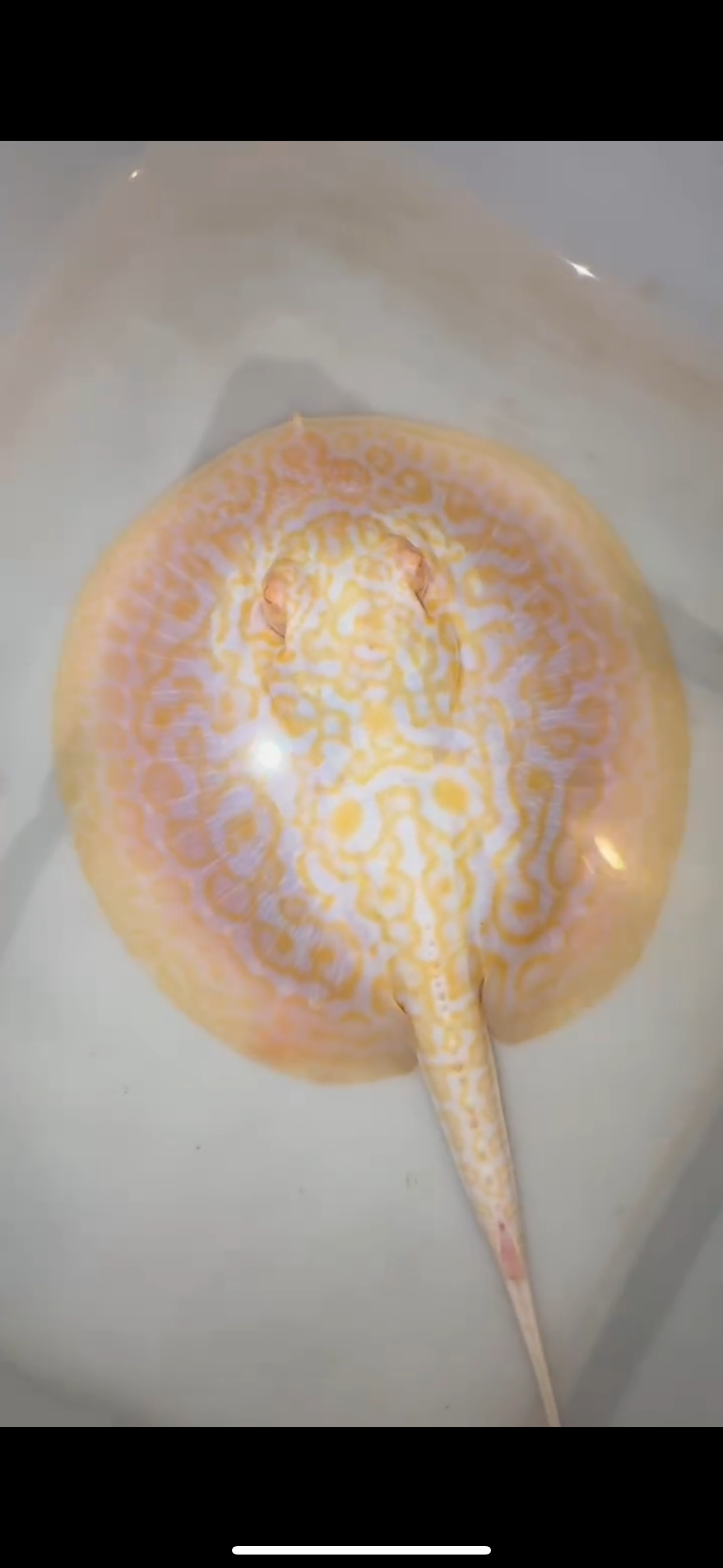 Freshwater stingray goldenbase hybrid albino male 6inch