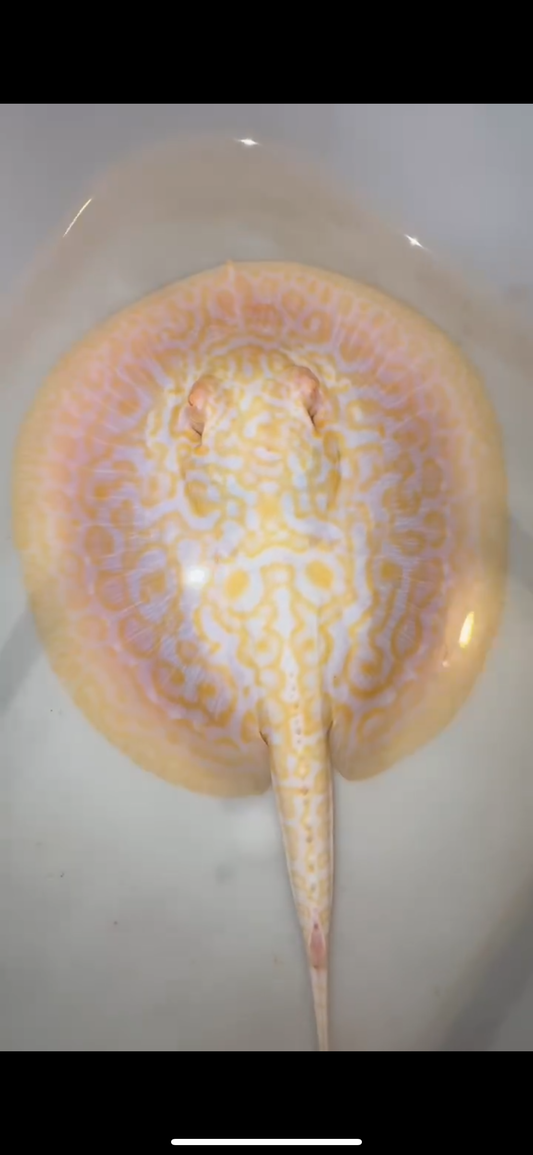 Freshwater stingray goldenbase hybrid albino male 6inch