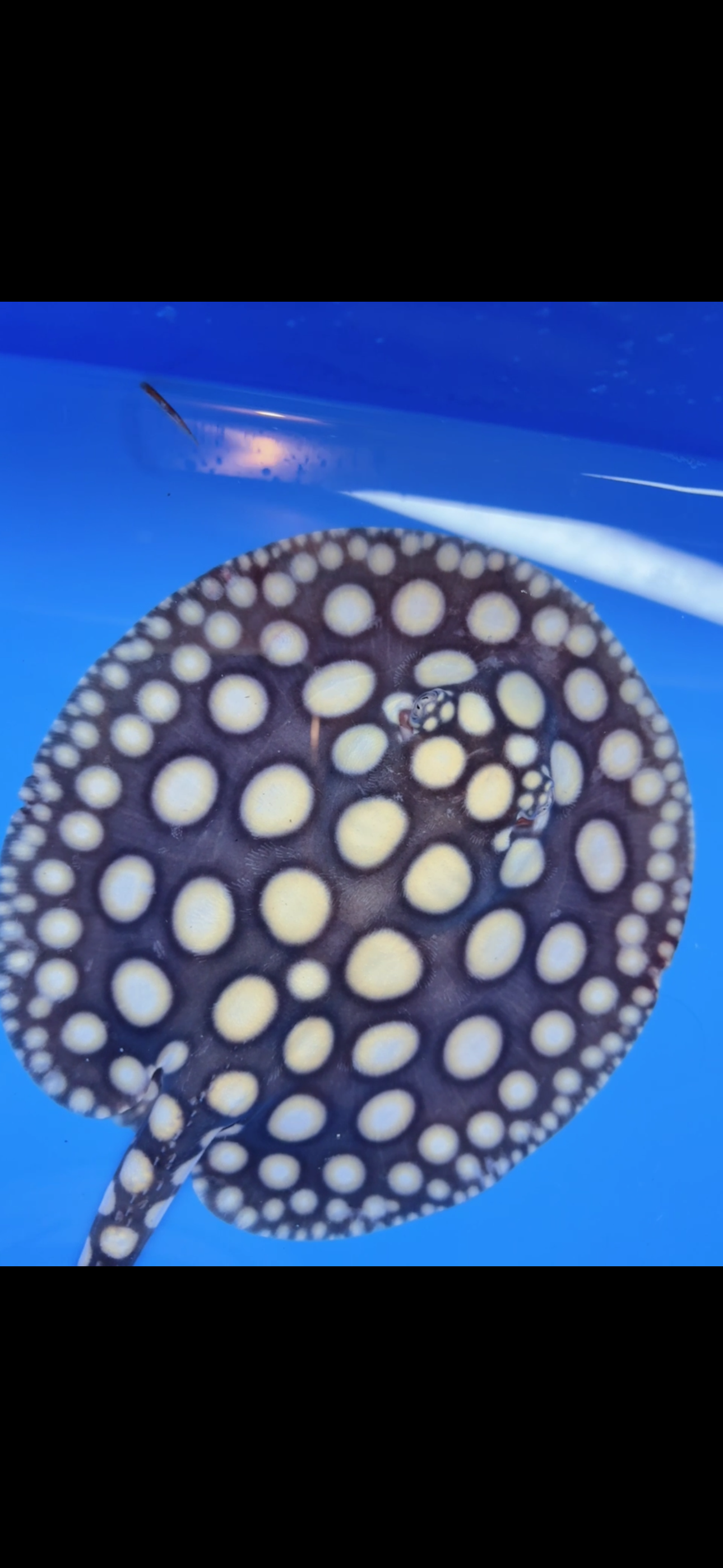 Freshwater stingray black diamond male