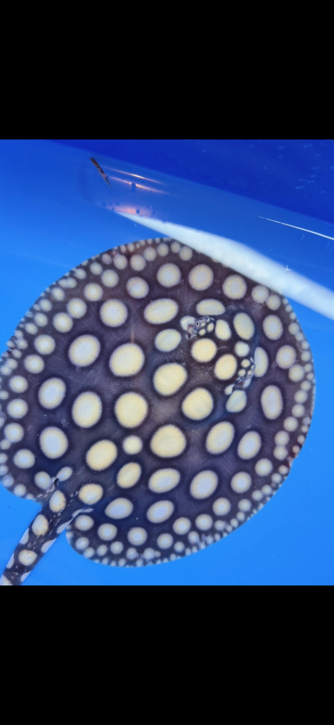 Freshwater stingray black diamond male