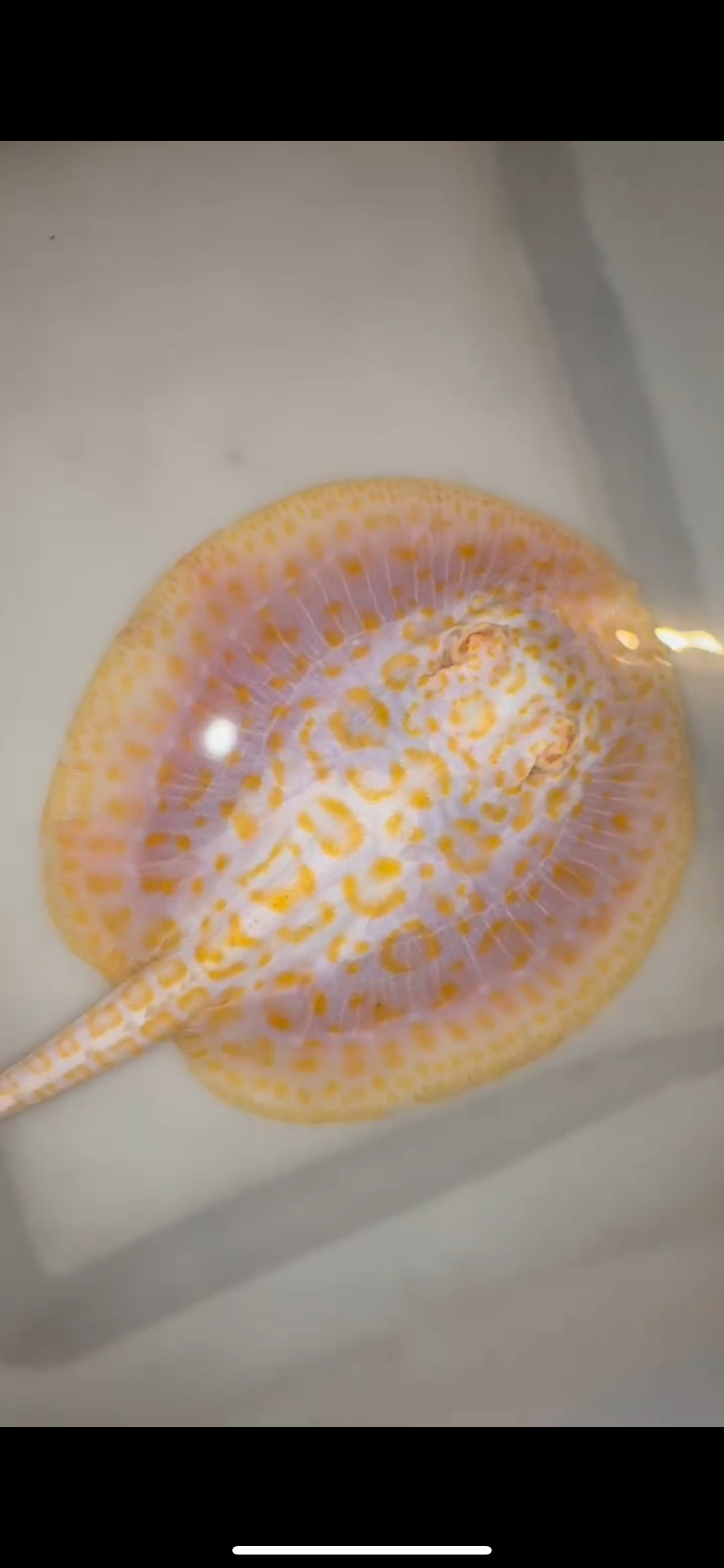 Freshwater stingray goldenbase hybrid albino female 6inch