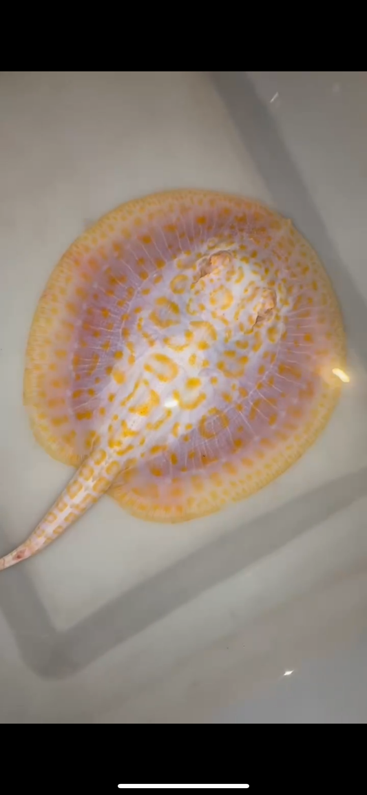Freshwater stingray goldenbase hybrid albino female 6inch