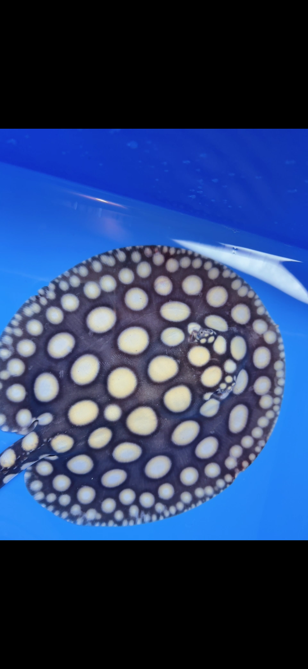 Freshwater stingray black diamond male