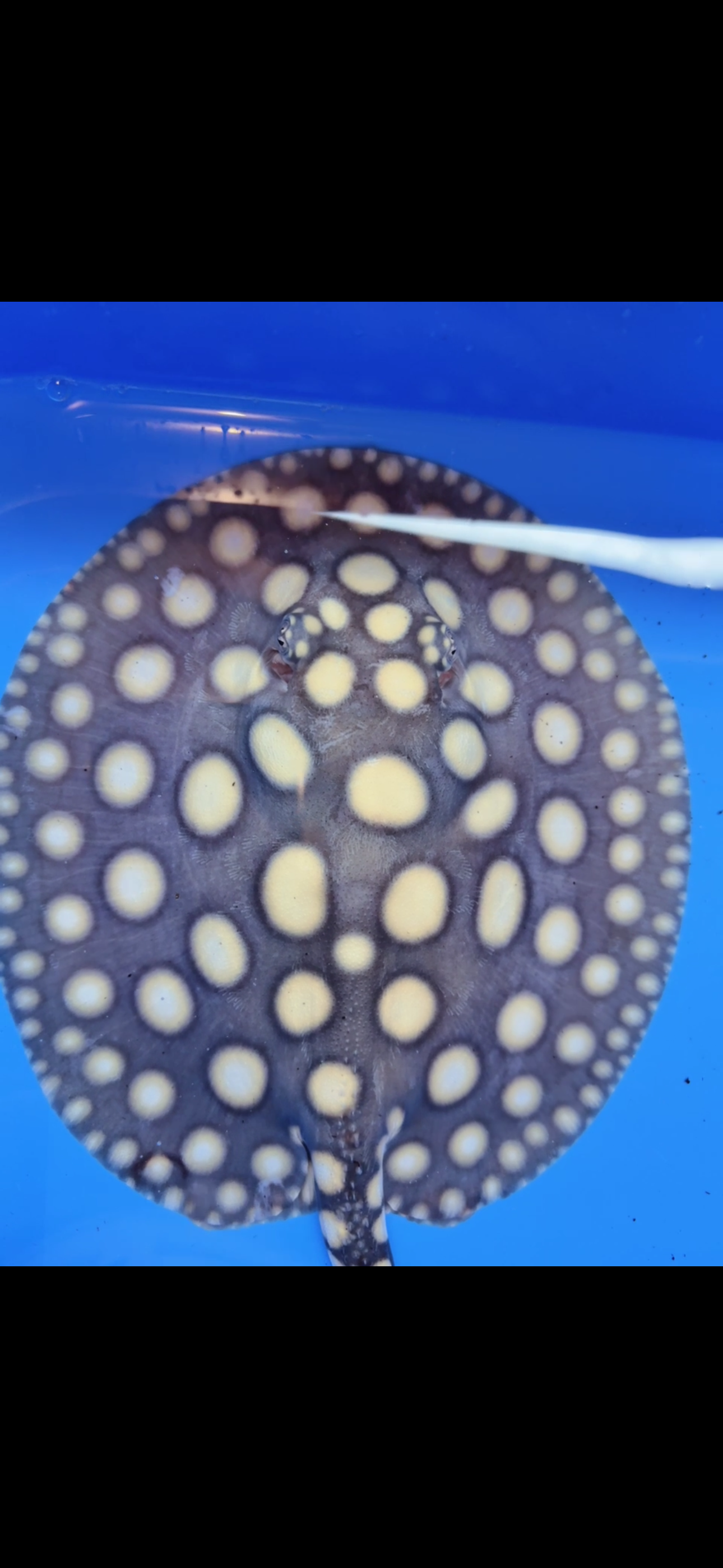 Freshwater stingray black diamond female 7inch