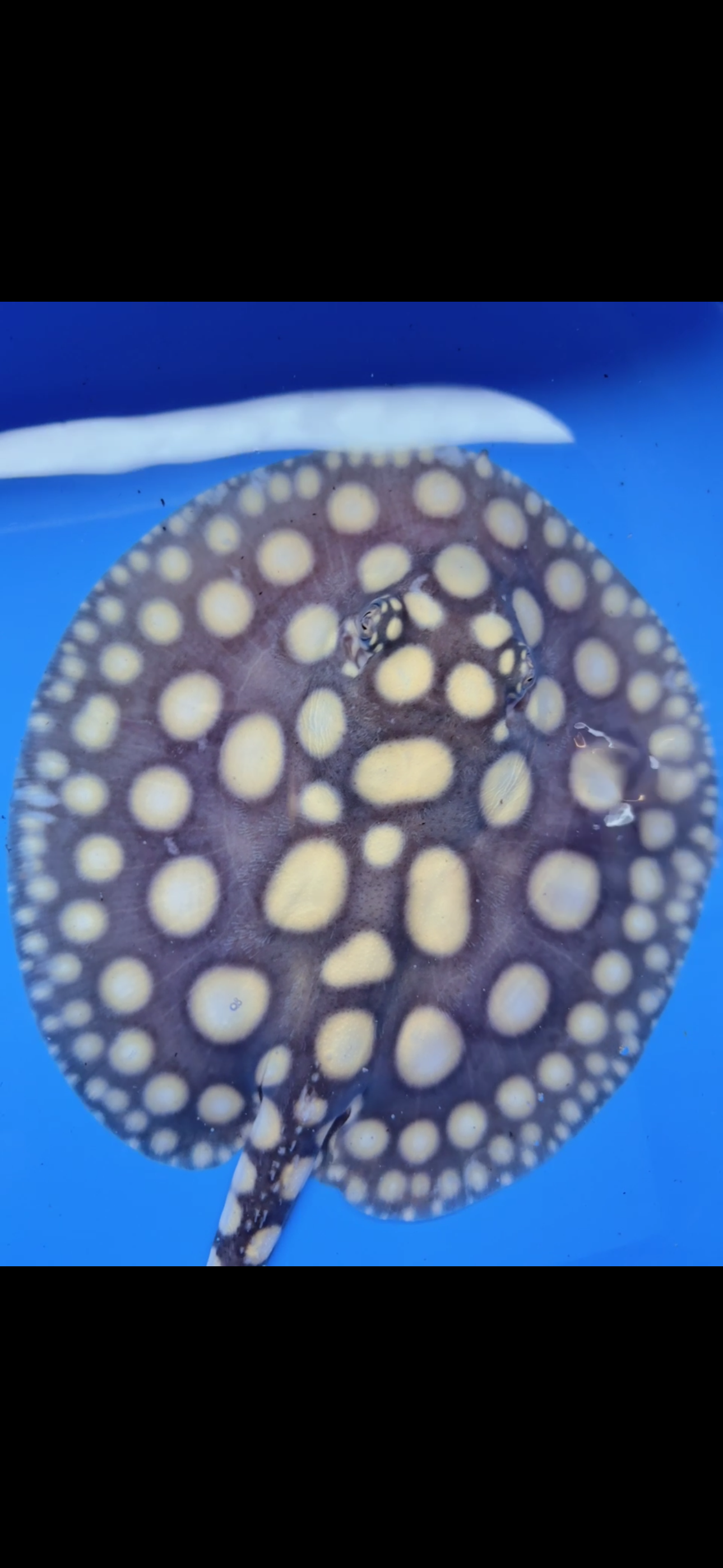 Freshwater stingray black diamond female 7inch
