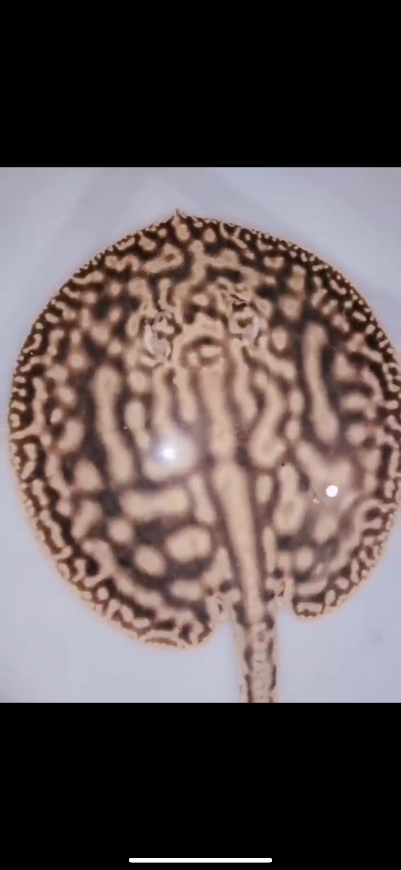 Freshwater stingray redbase leucistic key het male 7inch