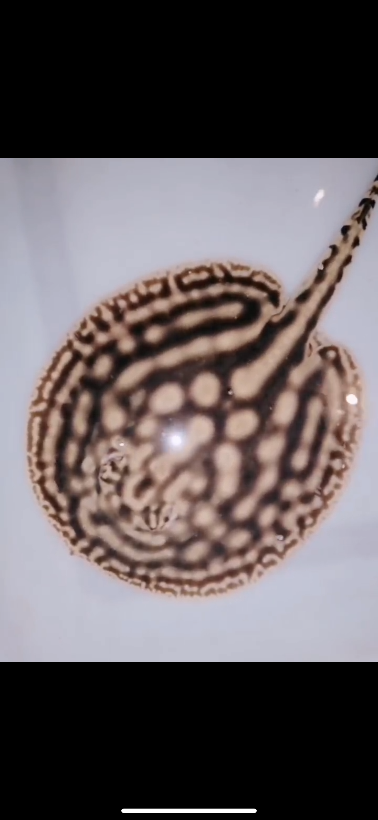 Freshwater stingray leucistic key female 6inch