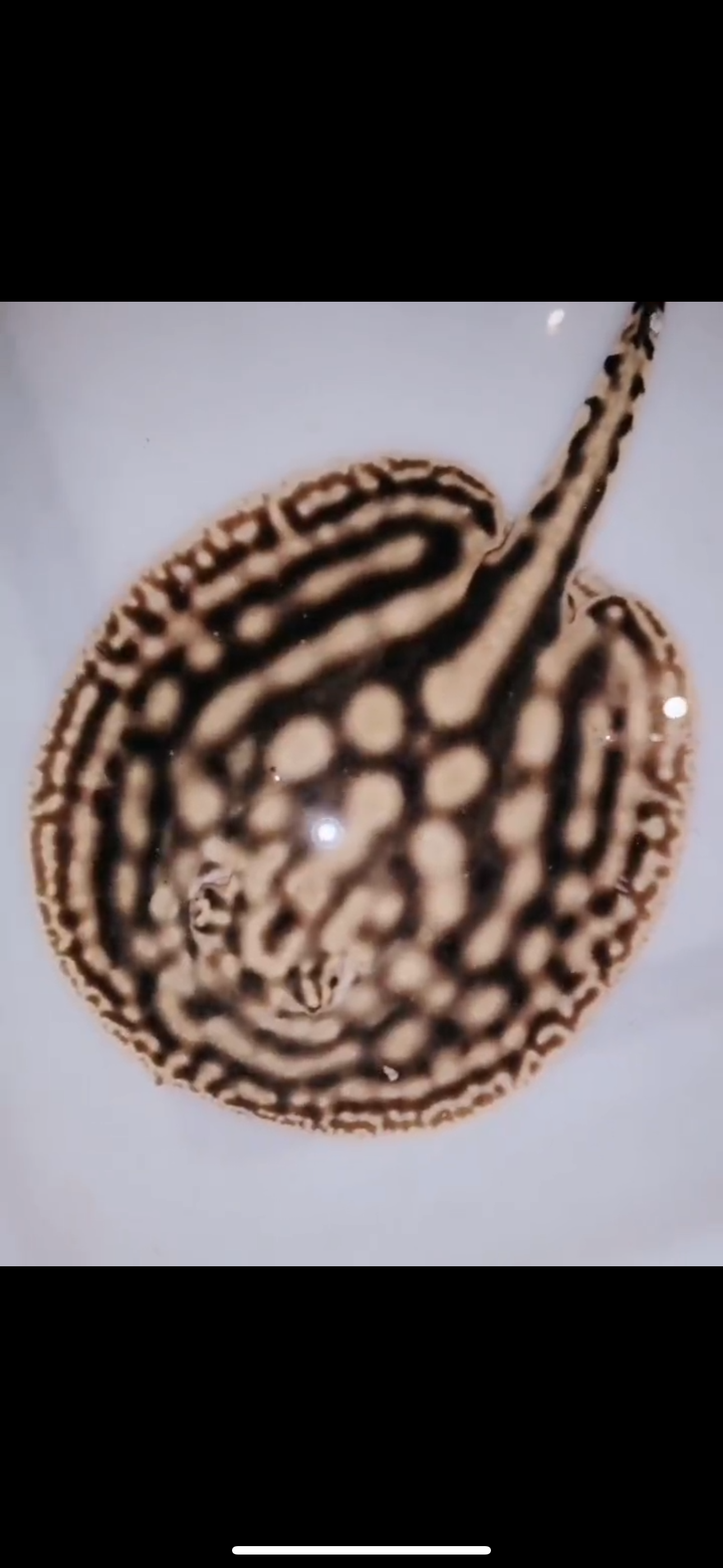 Freshwater stingray leucistic key female 6inch