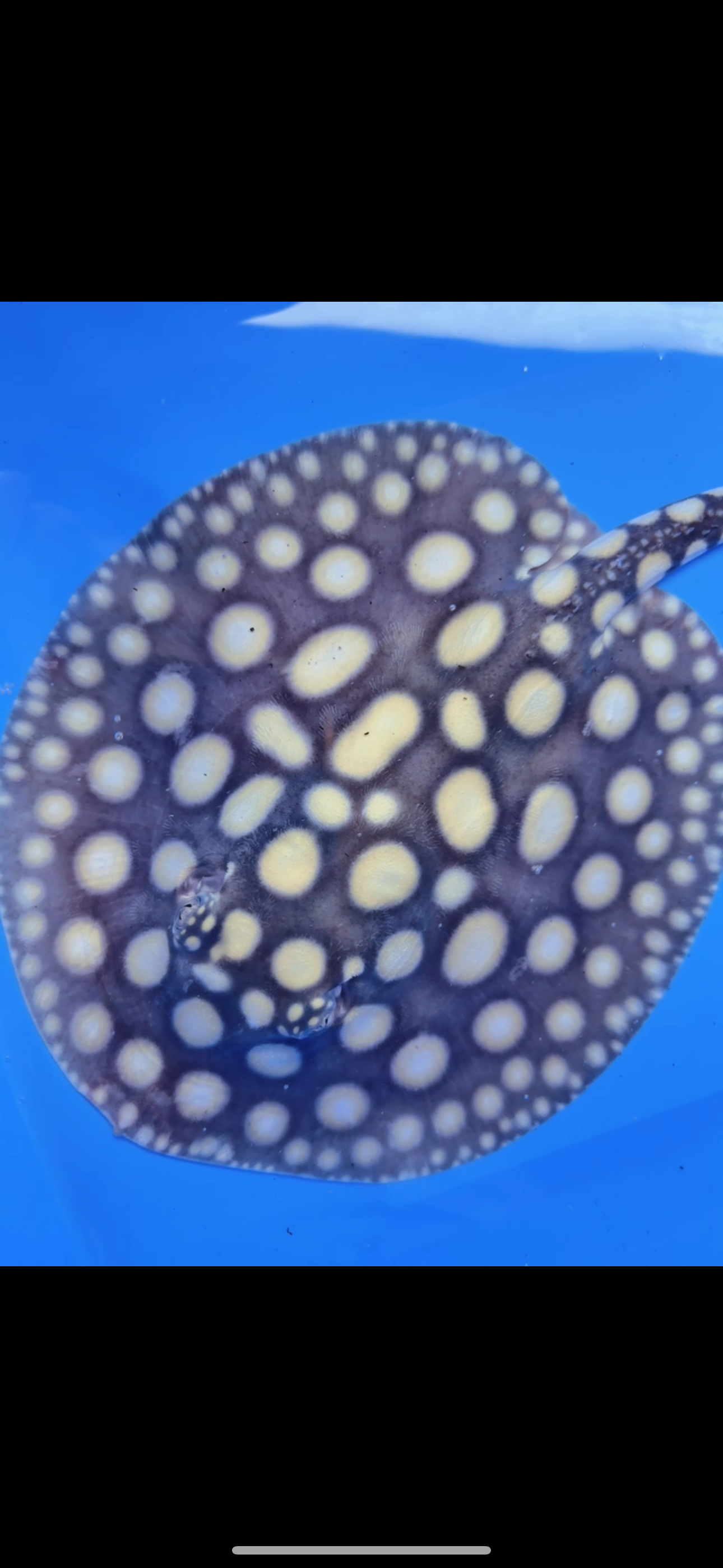 Freshwater stingray black diamond female  7inch