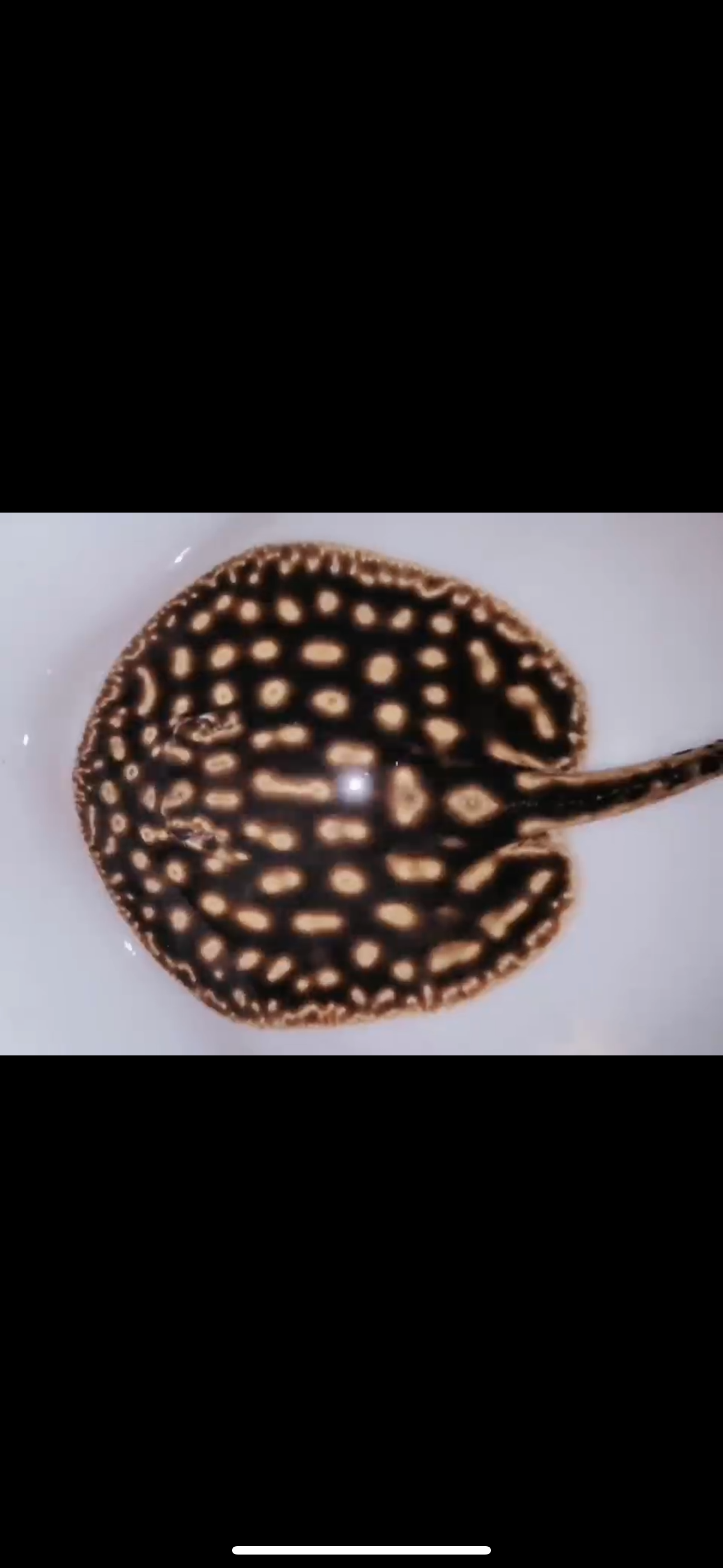 Freshwater stingray redbase leucistic key het female 8inch