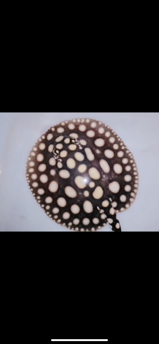 Freshwater stingray black diamond female 6inch