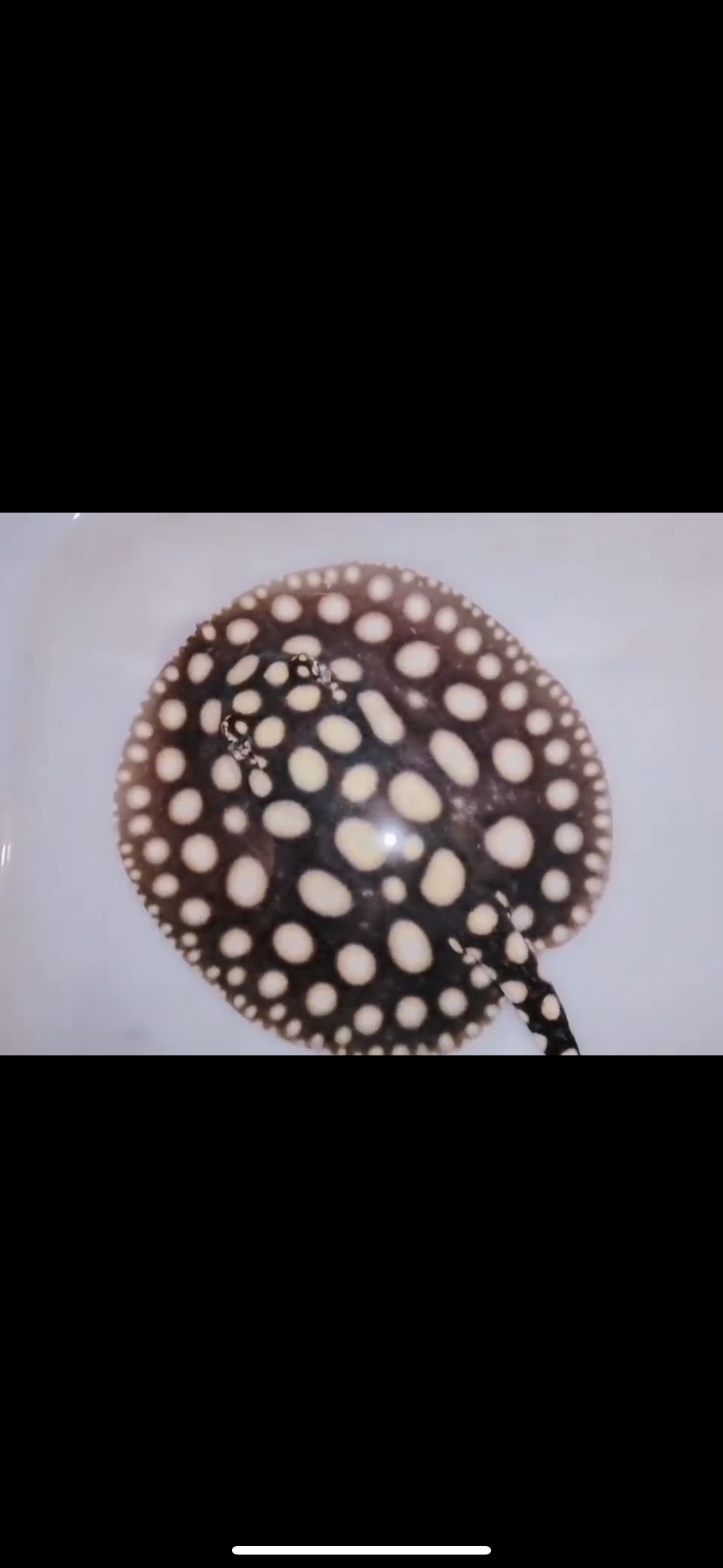 Freshwater stingray black diamond female 6inch