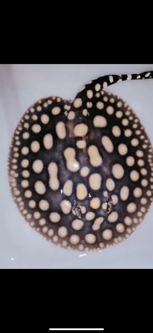 Freshwater stingray black diamond male 6inch