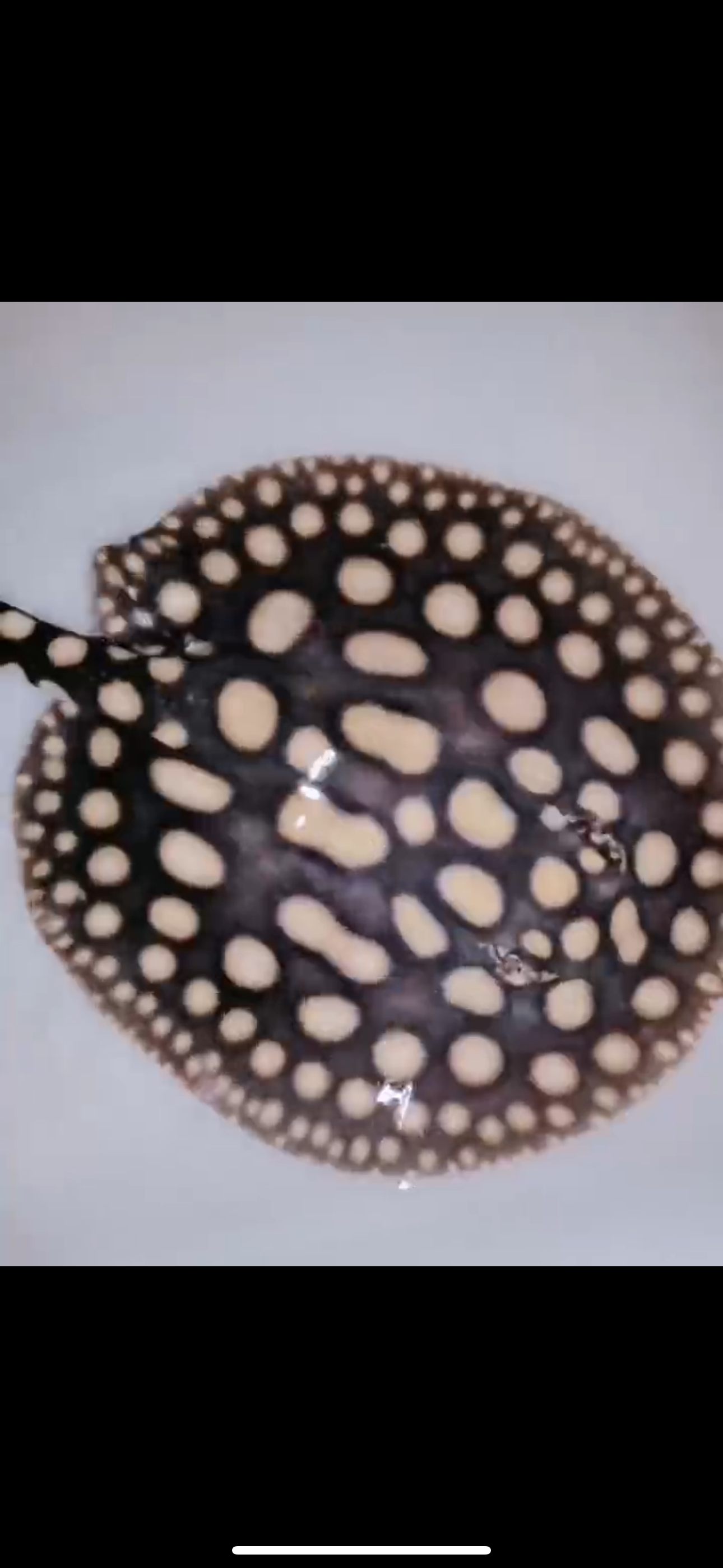 Freshwater stingray black diamond male 6inch