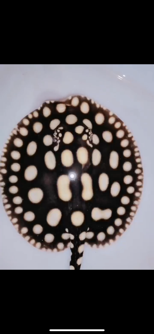 Freshwater stingray black diamond female 6inch