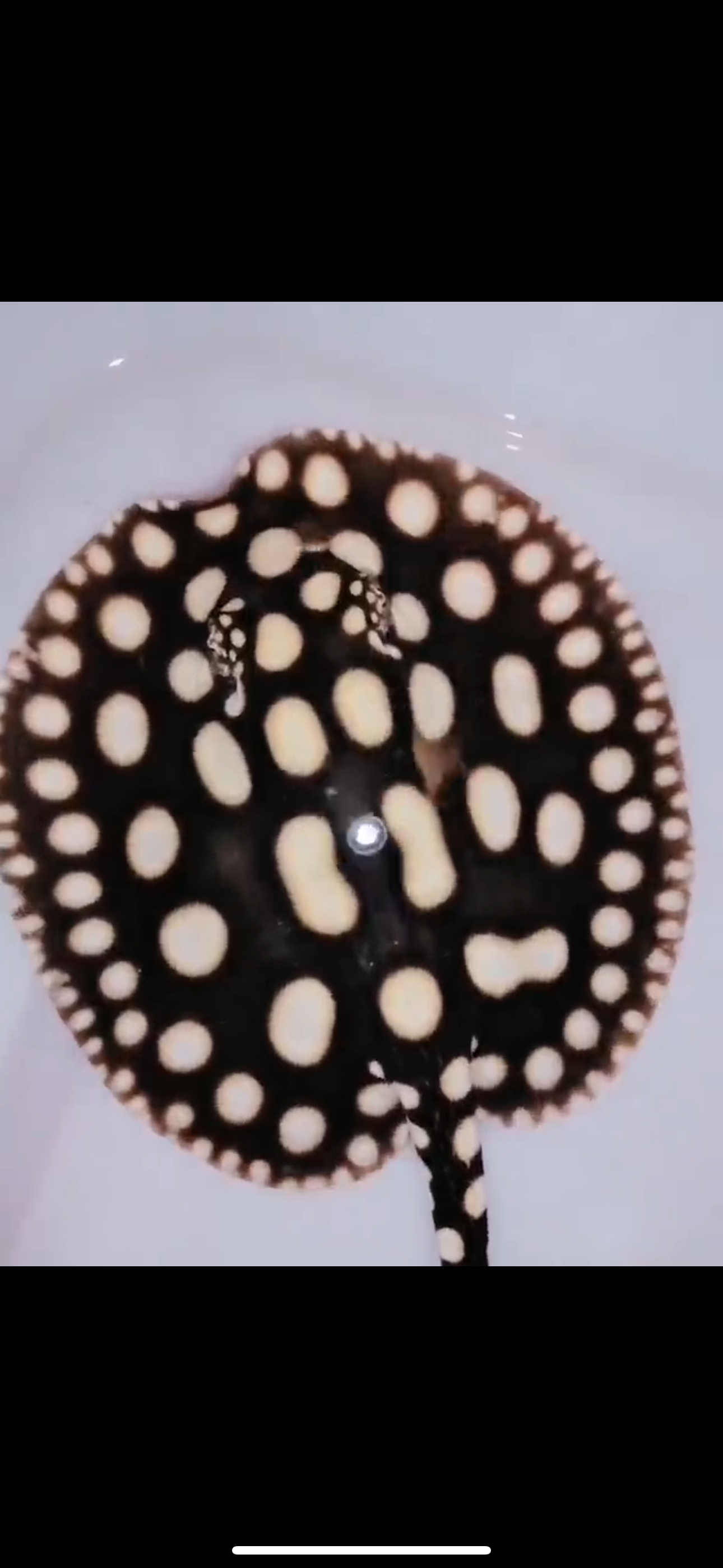 Freshwater stingray black diamond female 6inch