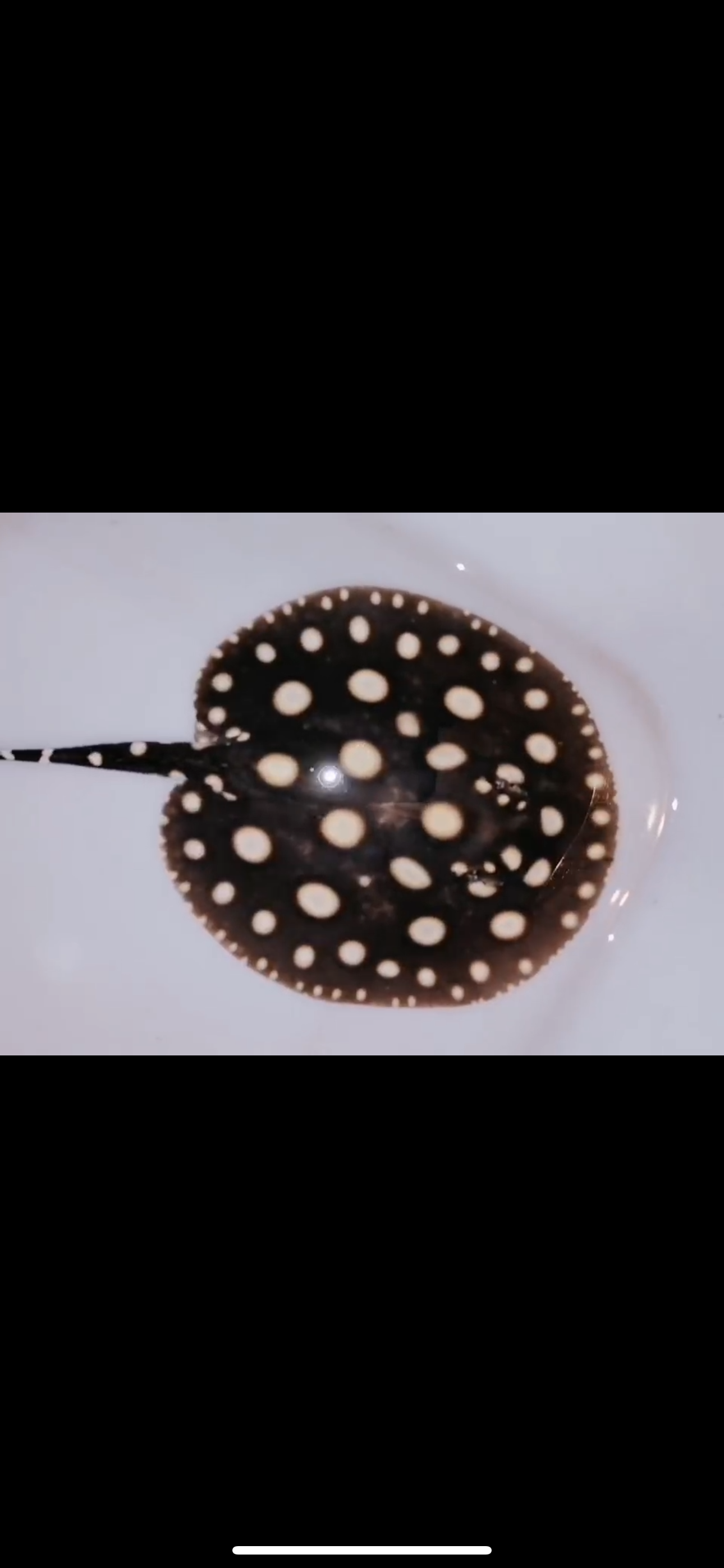Freshwater stingray Leo male 6inch