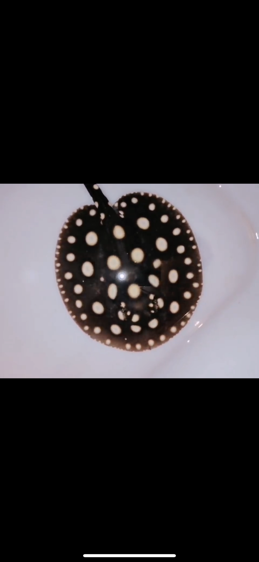 Freshwater stingray Leo male 6inch