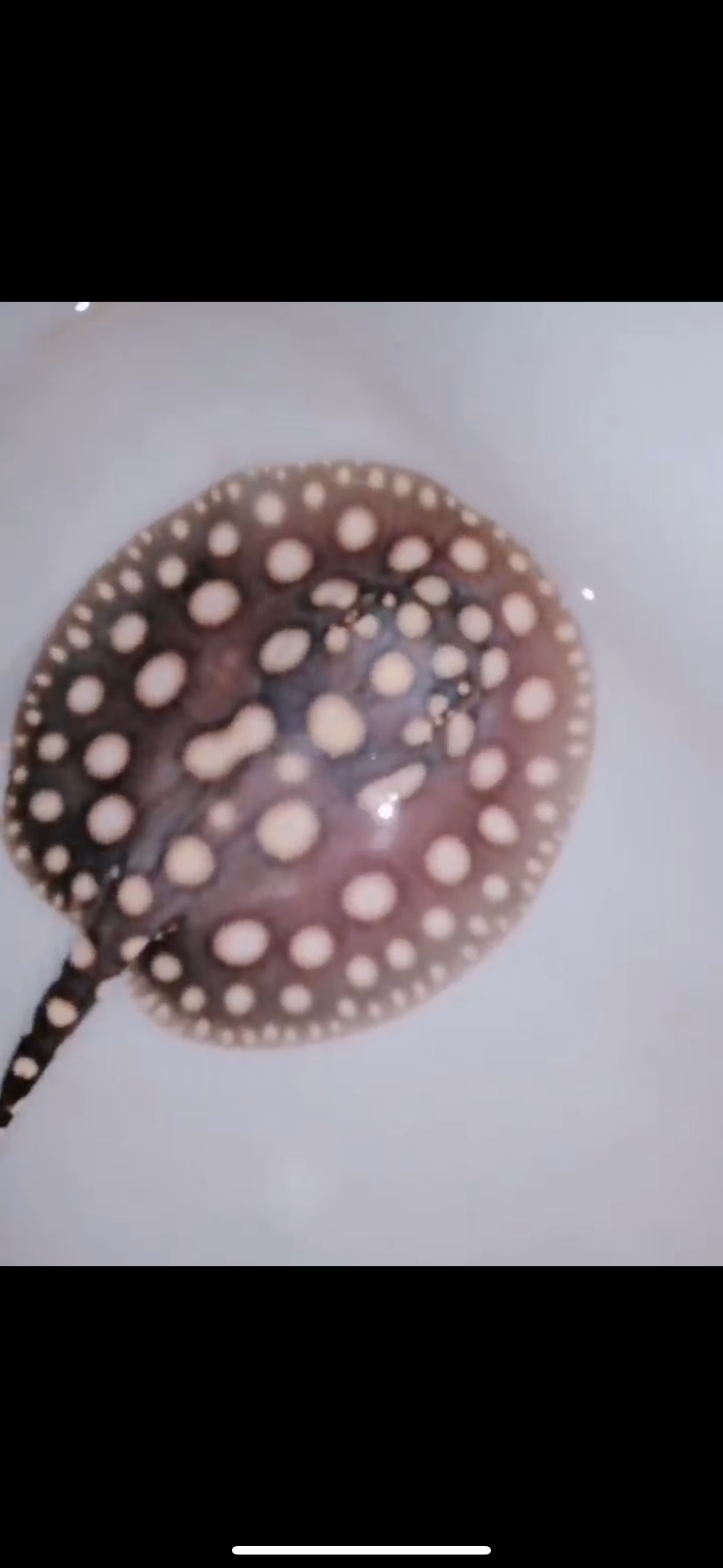 Freshwater stingray black diamond female 5inch
