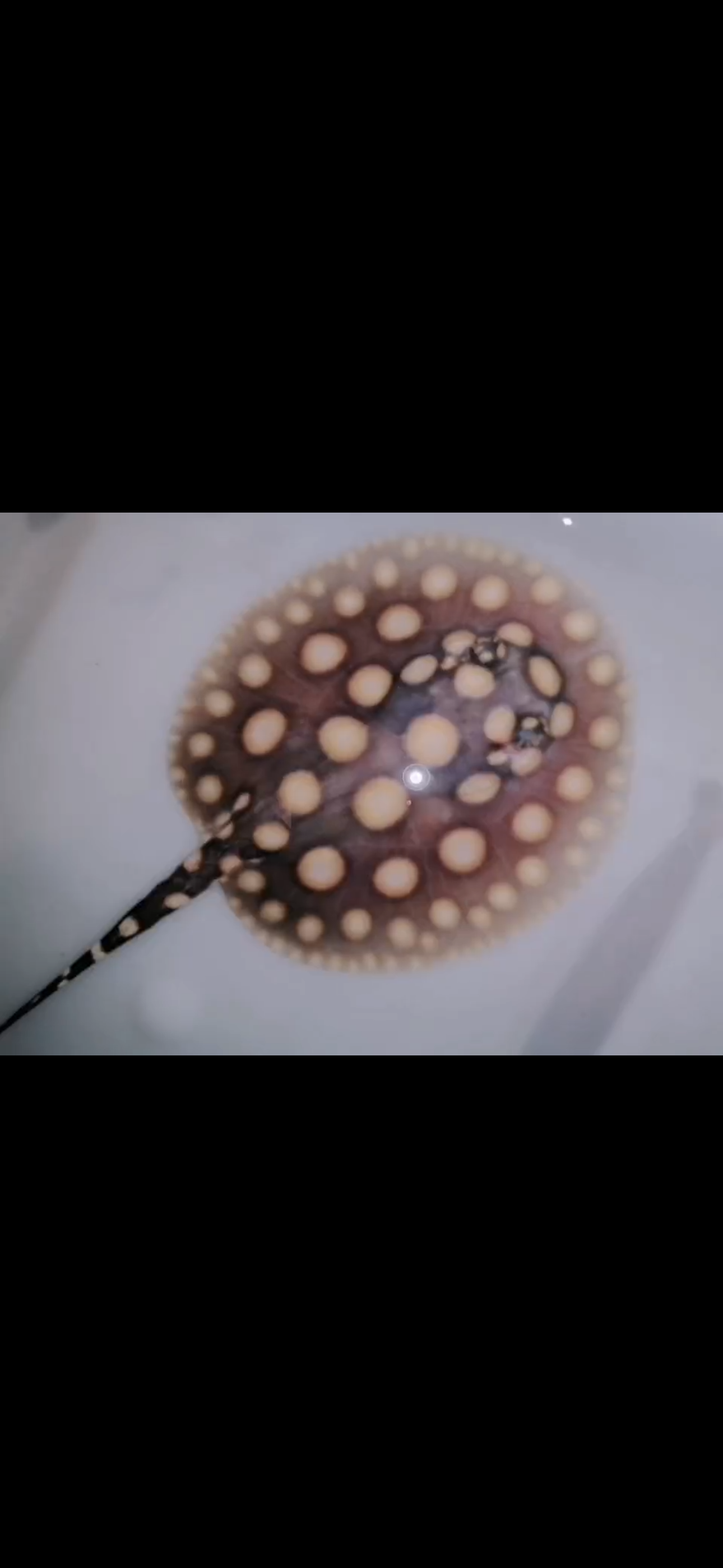 Freshwater stingray black diamond female big spot female