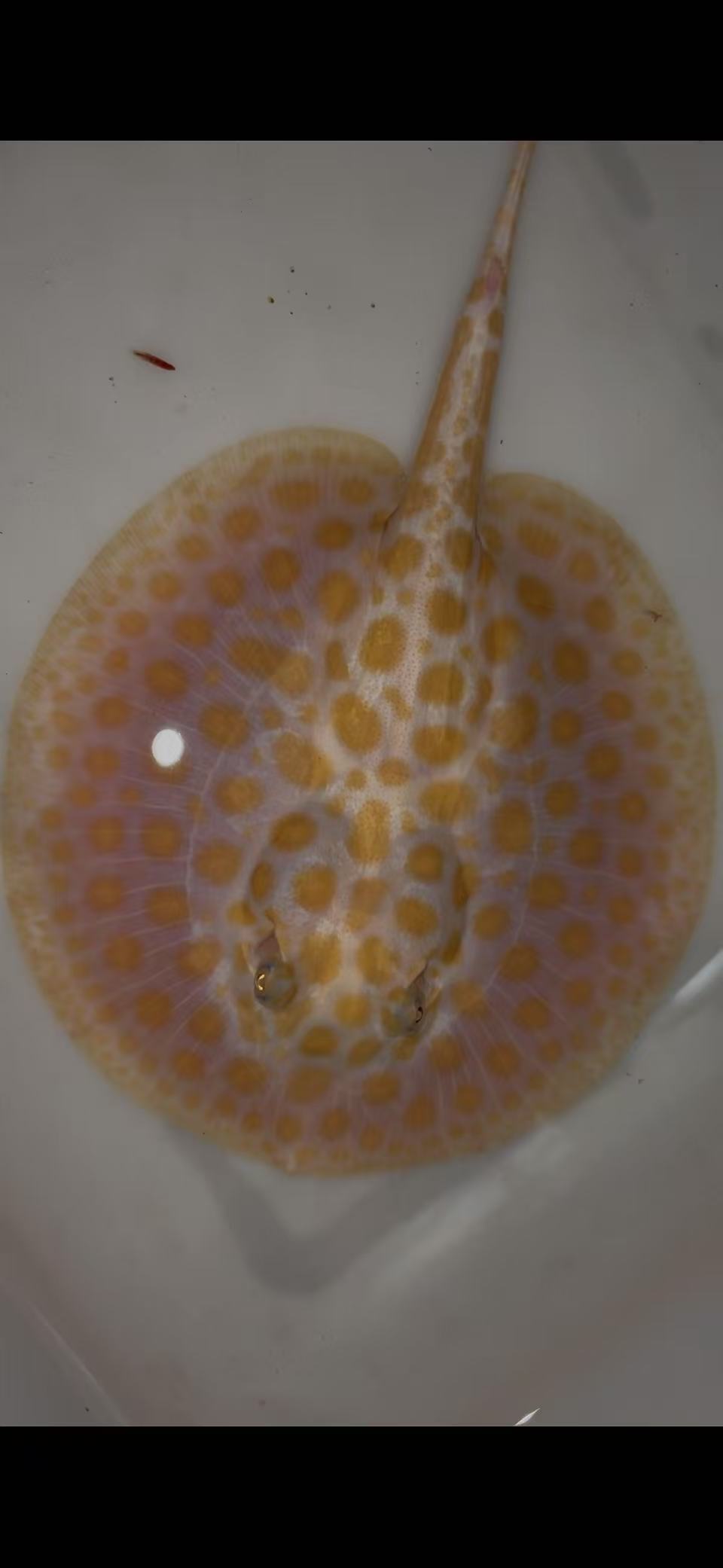 black diamond hybrid albino female 6inch