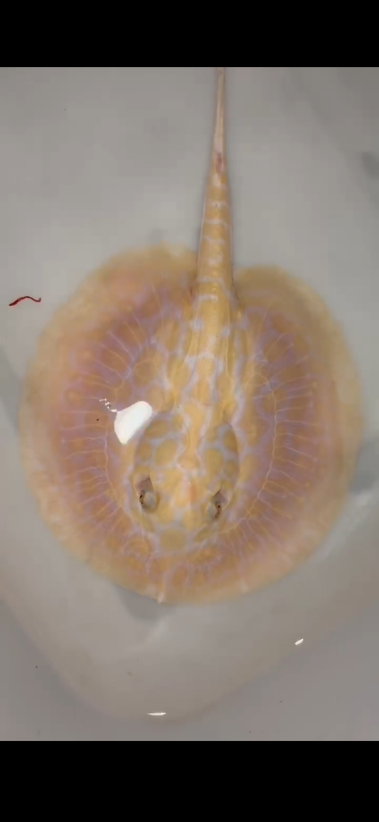 Freshwater stingray black diamond hybrid female 6inch