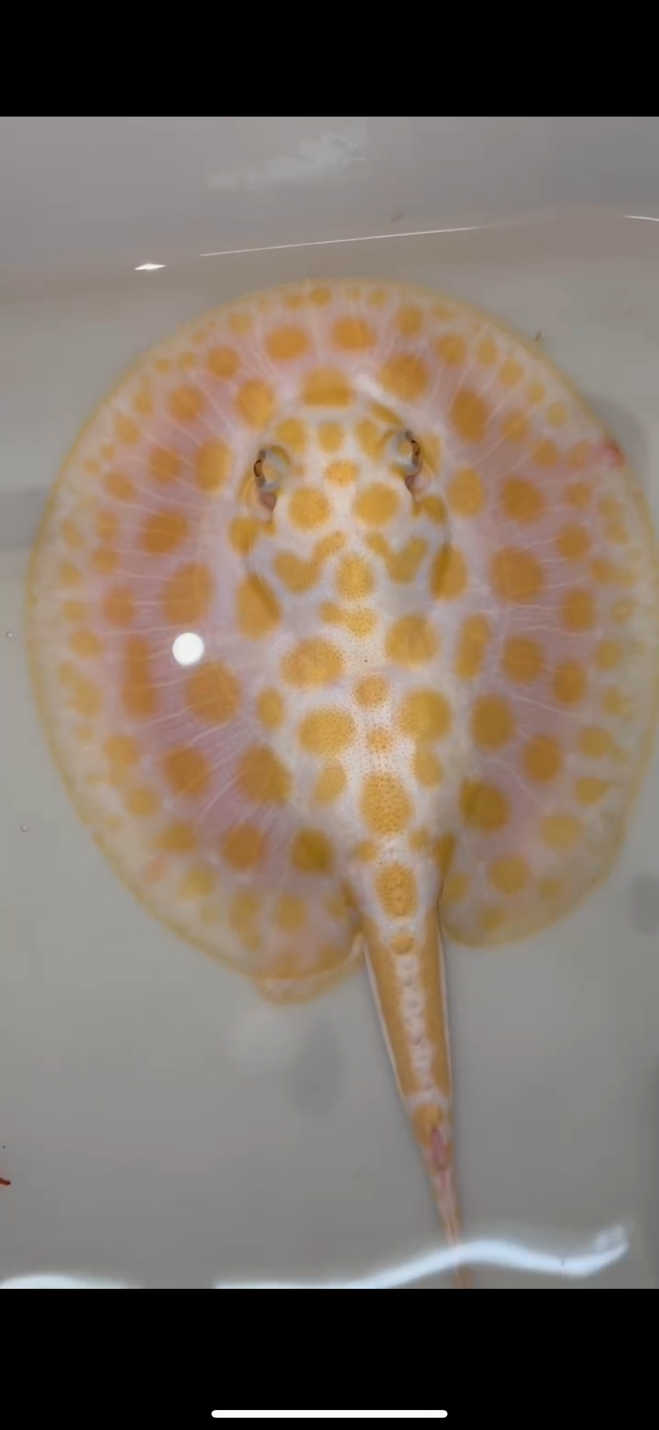 Freshwater stingray black diamond hybrid male 6inch