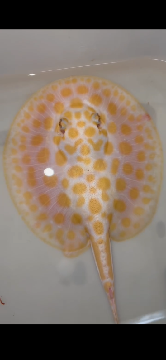 Freshwater stingray black diamond hybrid male 6inch