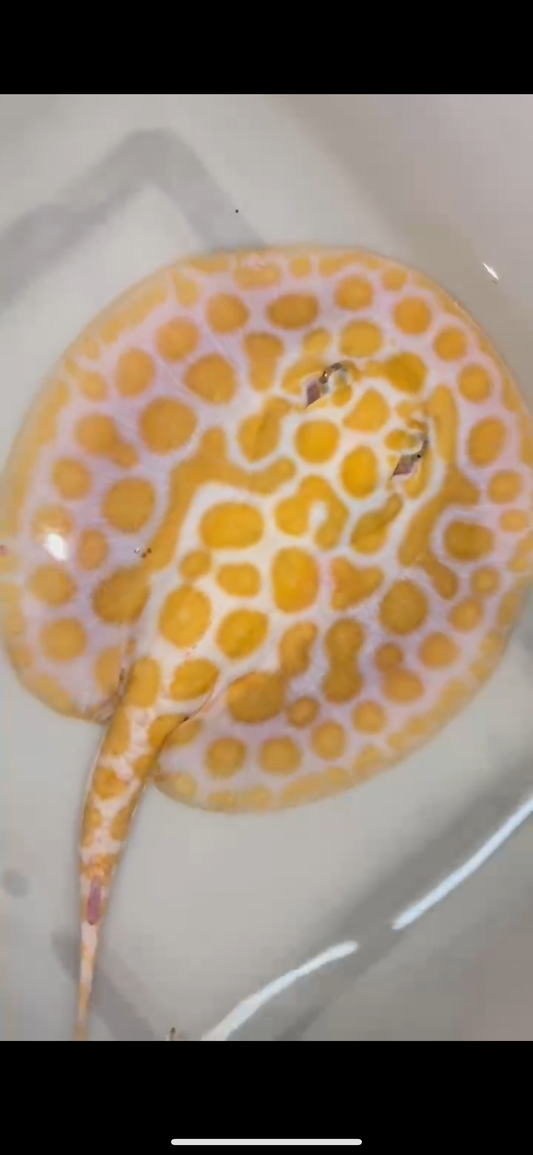 Freshwater stingray black diamond hybrid male 7inch(big spots)
