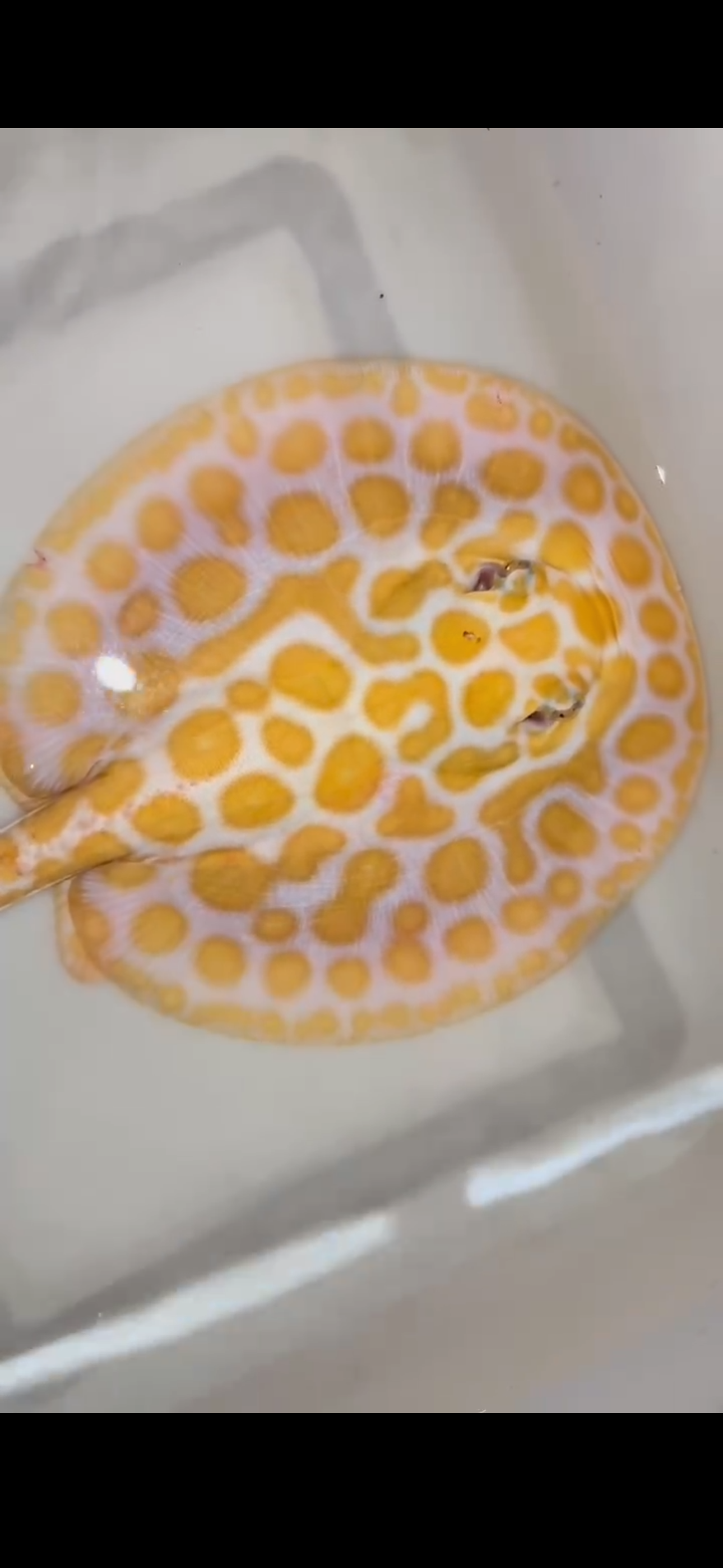 Freshwater stingray black diamond hybrid male 7inch(big spots)