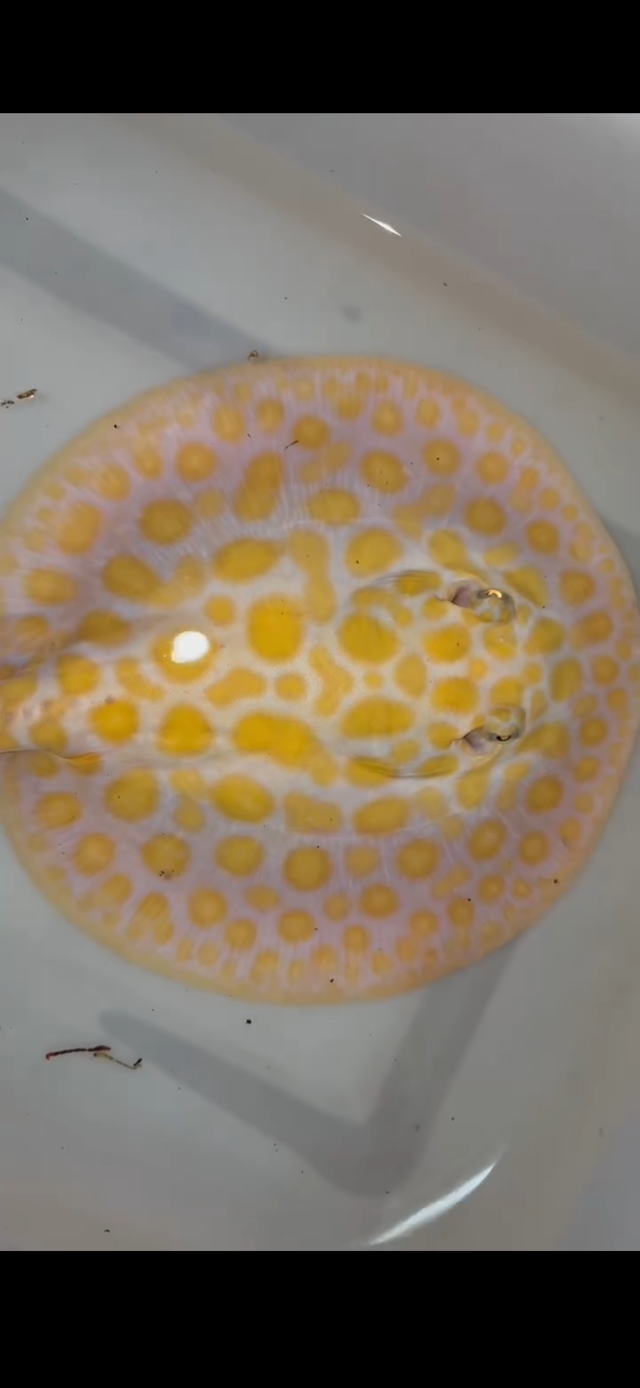 Freshwater stingray black diamond hybrid female 8inch