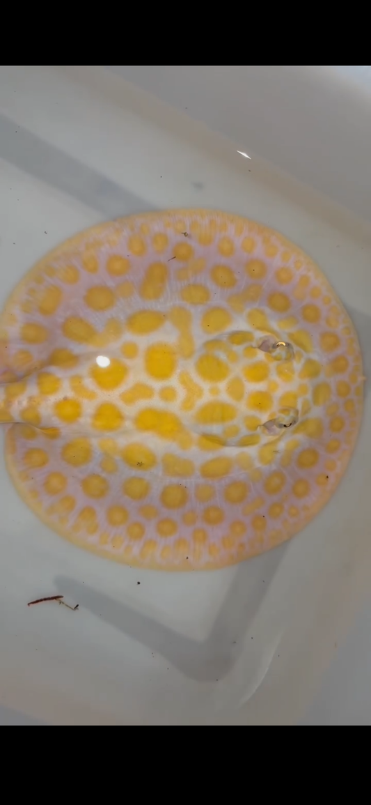 Freshwater stingray black diamond hybrid female 8inch