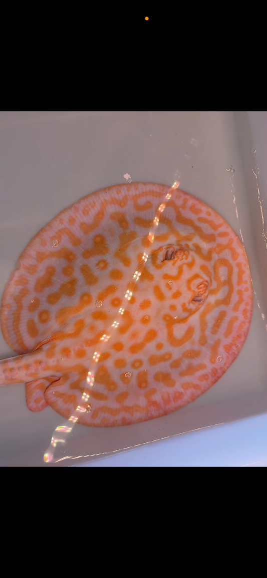 Freshwater stingray goldenbase leucistic key albino breeder female